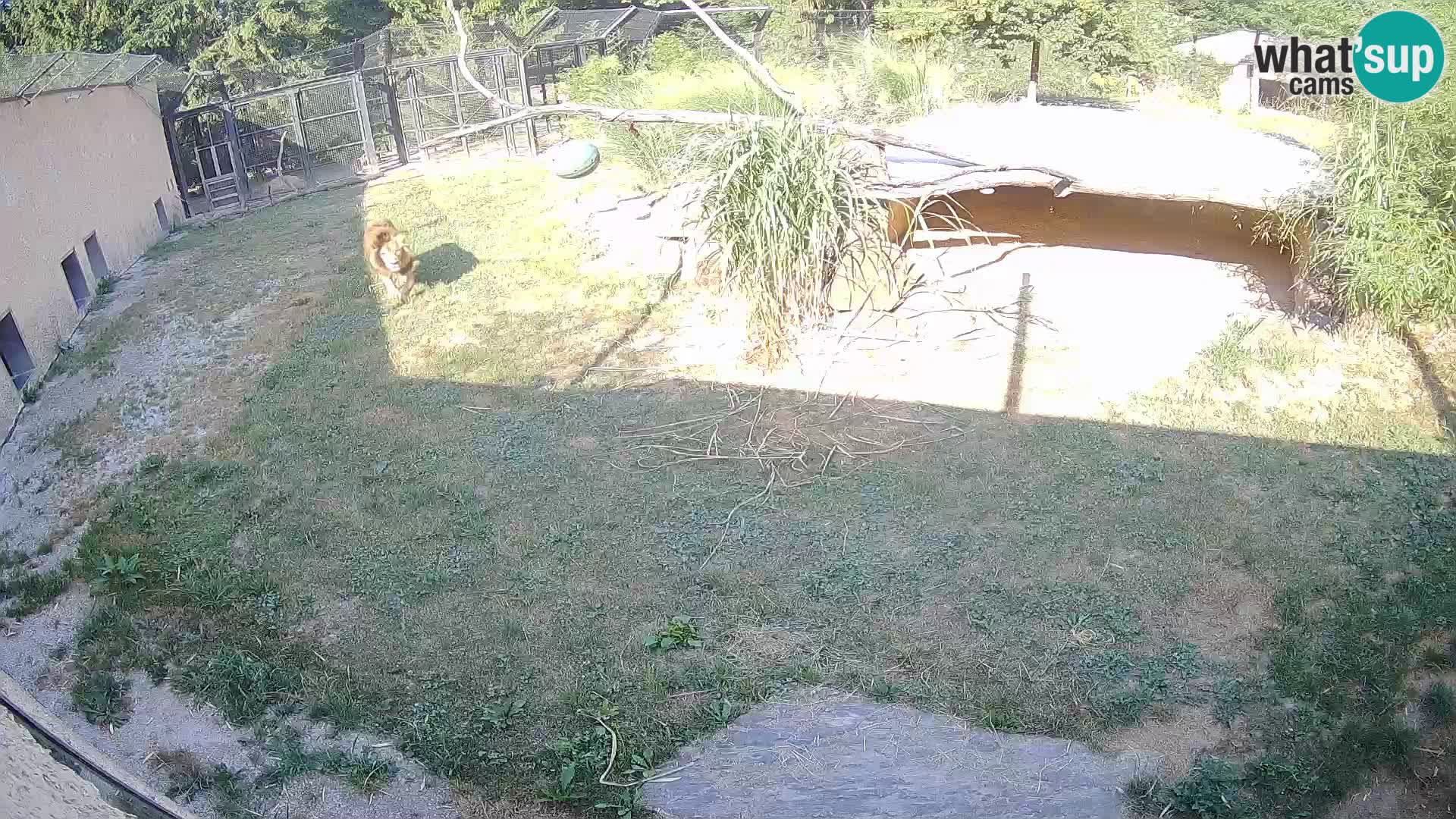 LION webcam en direct du zoo de Ljubljana – Slovénie