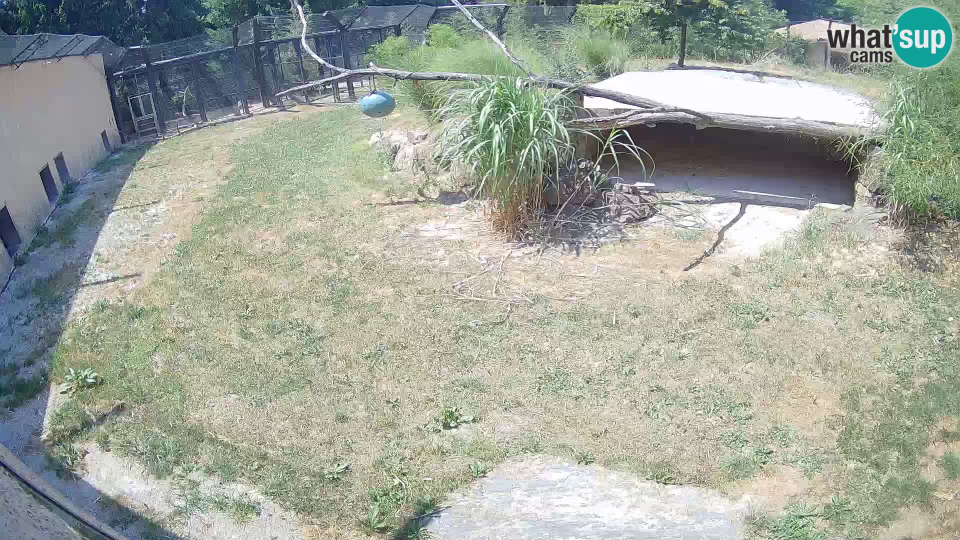 LEVI spletna kamera v živalskem vrtu Ljubljana Zoo
