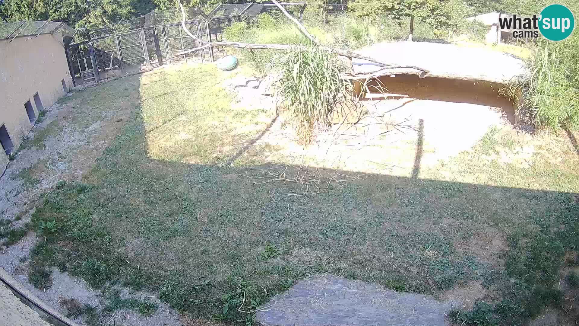 LEON Webcam en vivo en Ljubljana Zoo – Eslovenia