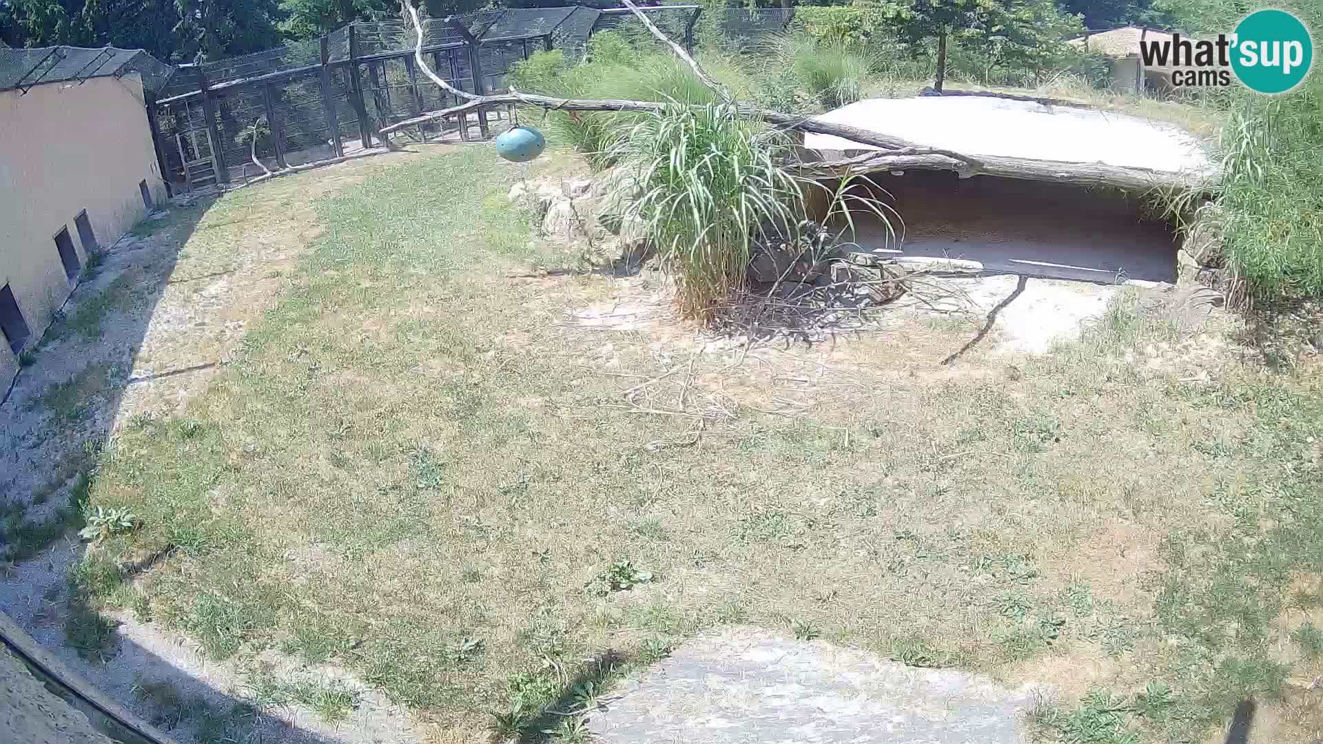 LEON Webcam en vivo en Ljubljana Zoo – Eslovenia
