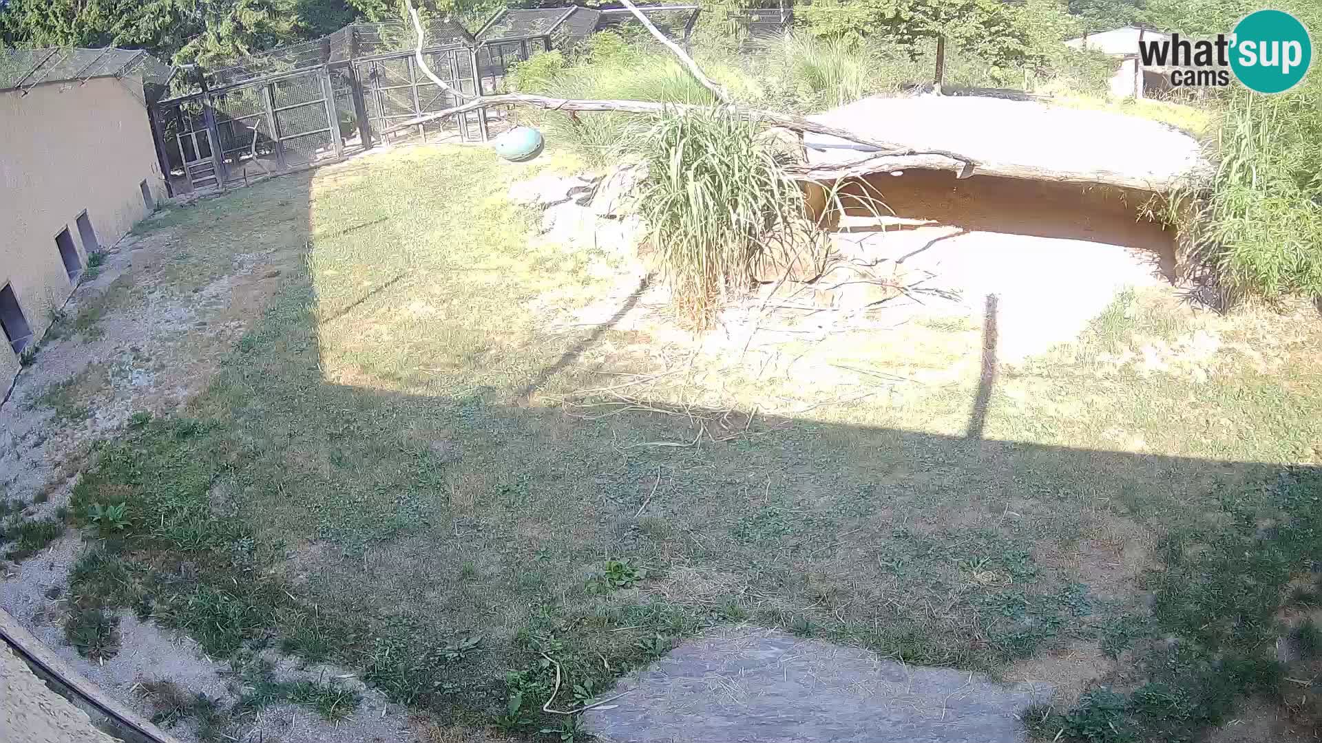Löwe live Webcam im Zoo von Ljubljana – Slowenien