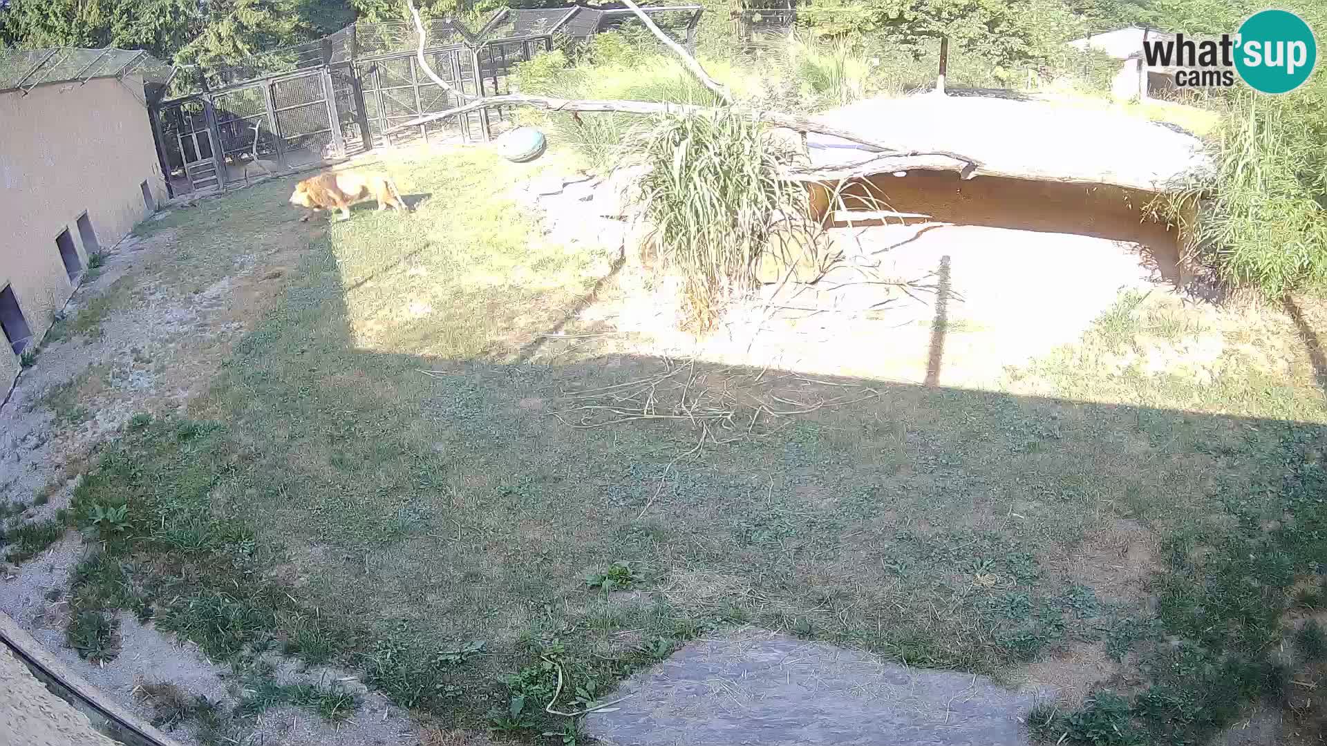 LION live Webcam in Ljubljana Zoo – Slovenia