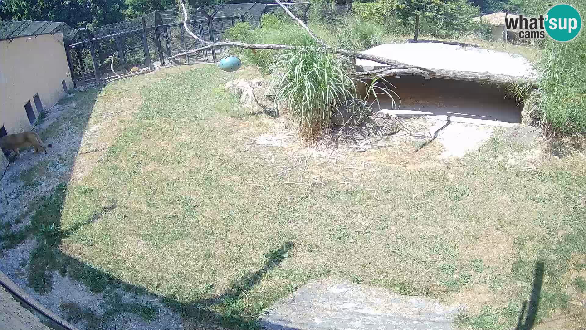 LEON Webcam en vivo en Ljubljana Zoo – Eslovenia