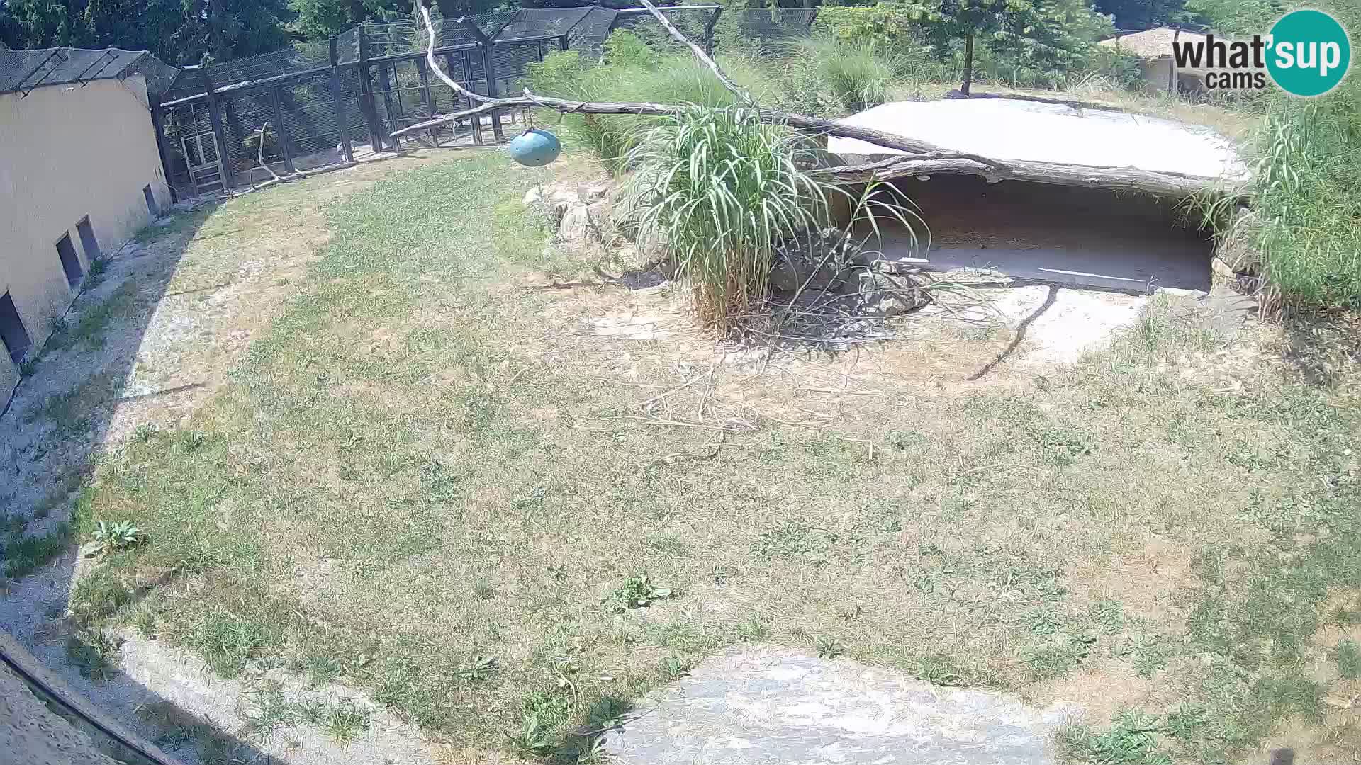 LEON Webcam en vivo en Ljubljana Zoo – Eslovenia