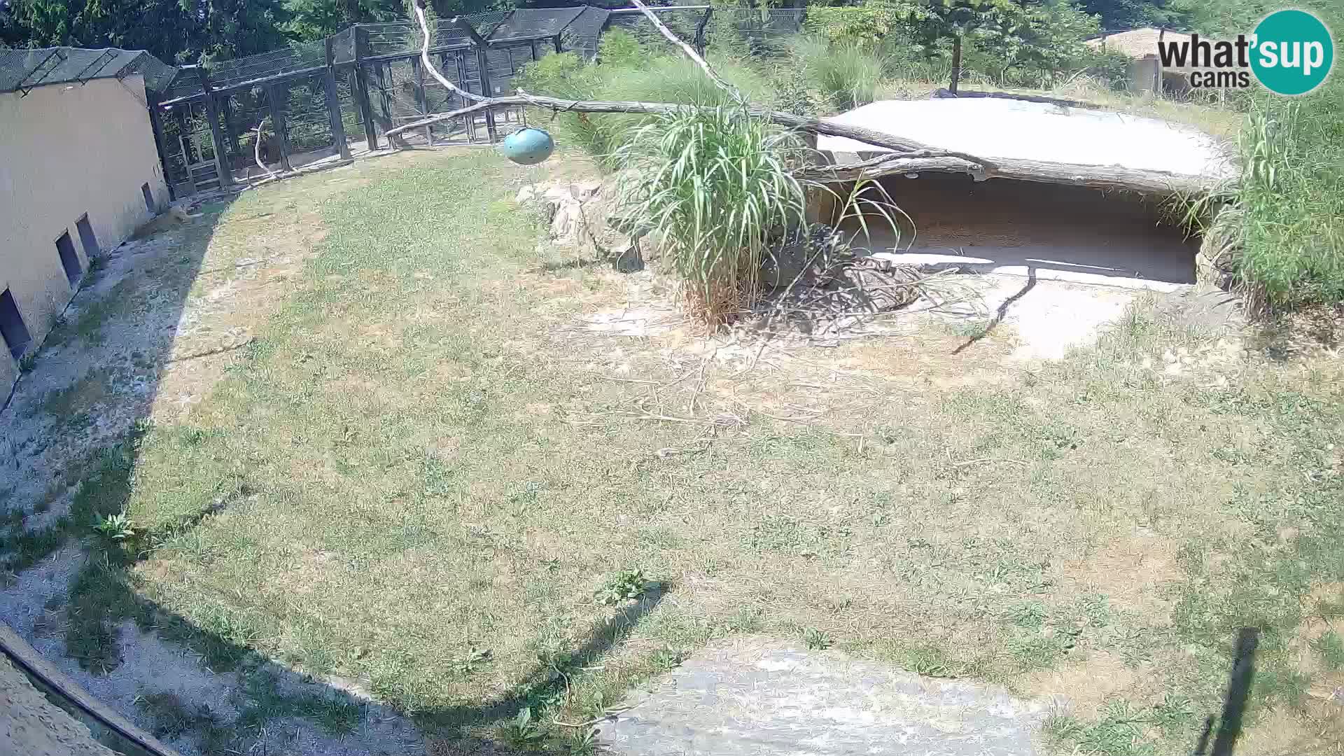 Lavovi web kamera uživo u ljubljanskom zoološkom vrtu – Slovenija