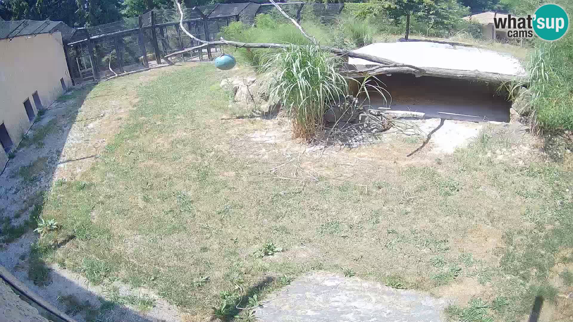 LION webcam en direct du zoo de Ljubljana – Slovénie