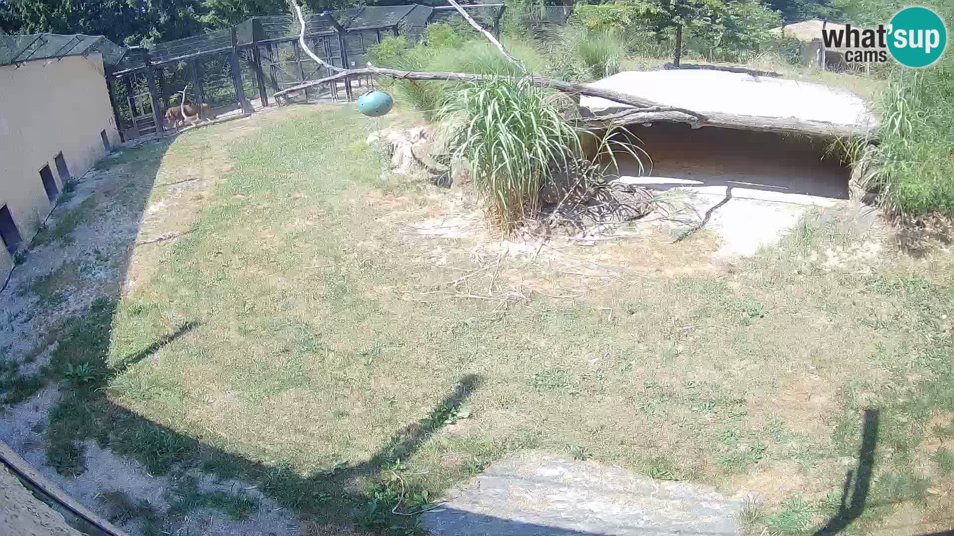 LION live Webcam in Ljubljana Zoo – Slovenia