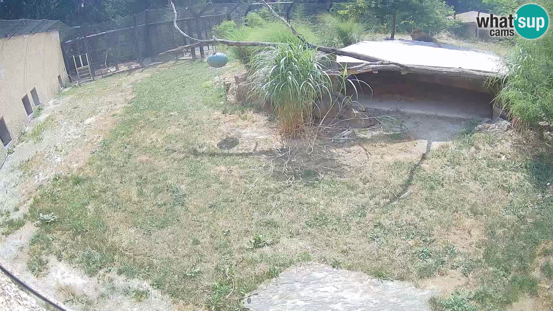 LION live Webcam in Ljubljana Zoo – Slovenia