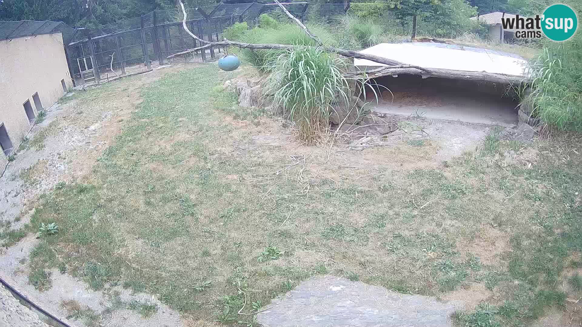 LEVI spletna kamera v živalskem vrtu Ljubljana Zoo