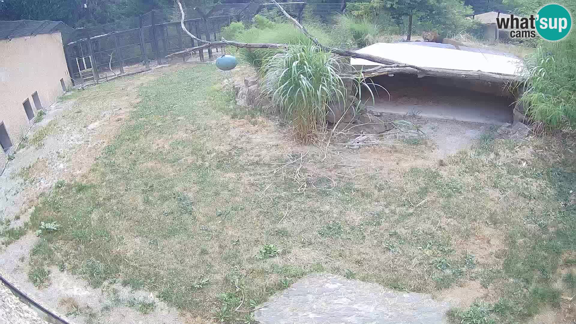 LEVI spletna kamera v živalskem vrtu Ljubljana Zoo