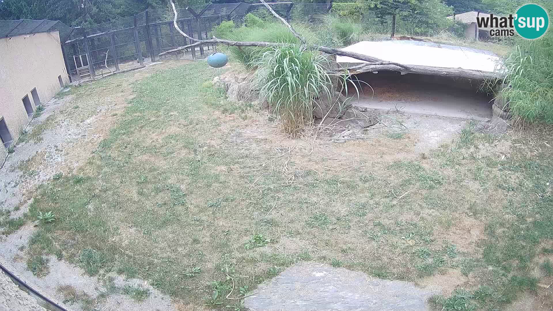 Löwe live Webcam im Zoo von Ljubljana – Slowenien