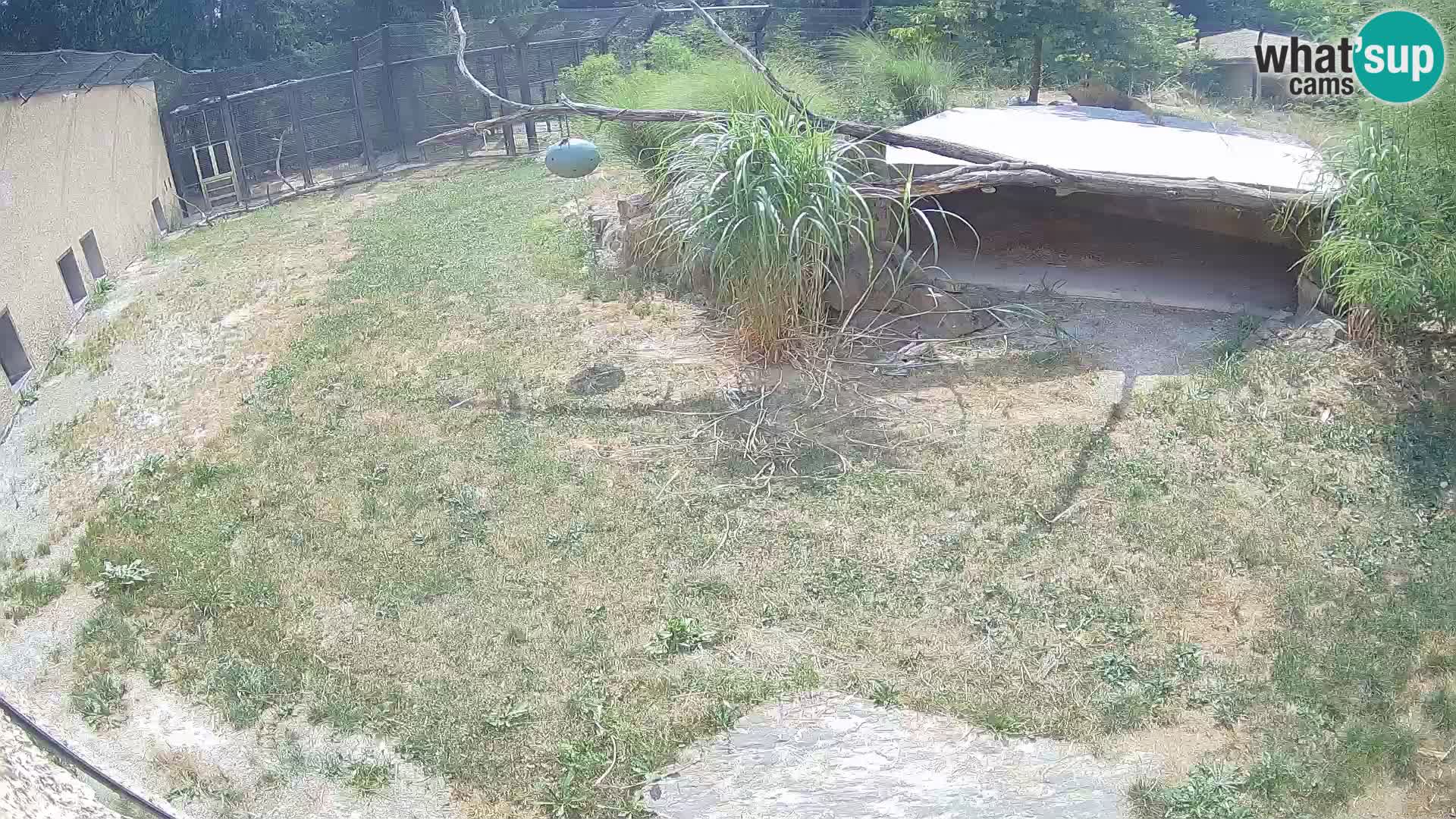 Löwe live Webcam im Zoo von Ljubljana – Slowenien