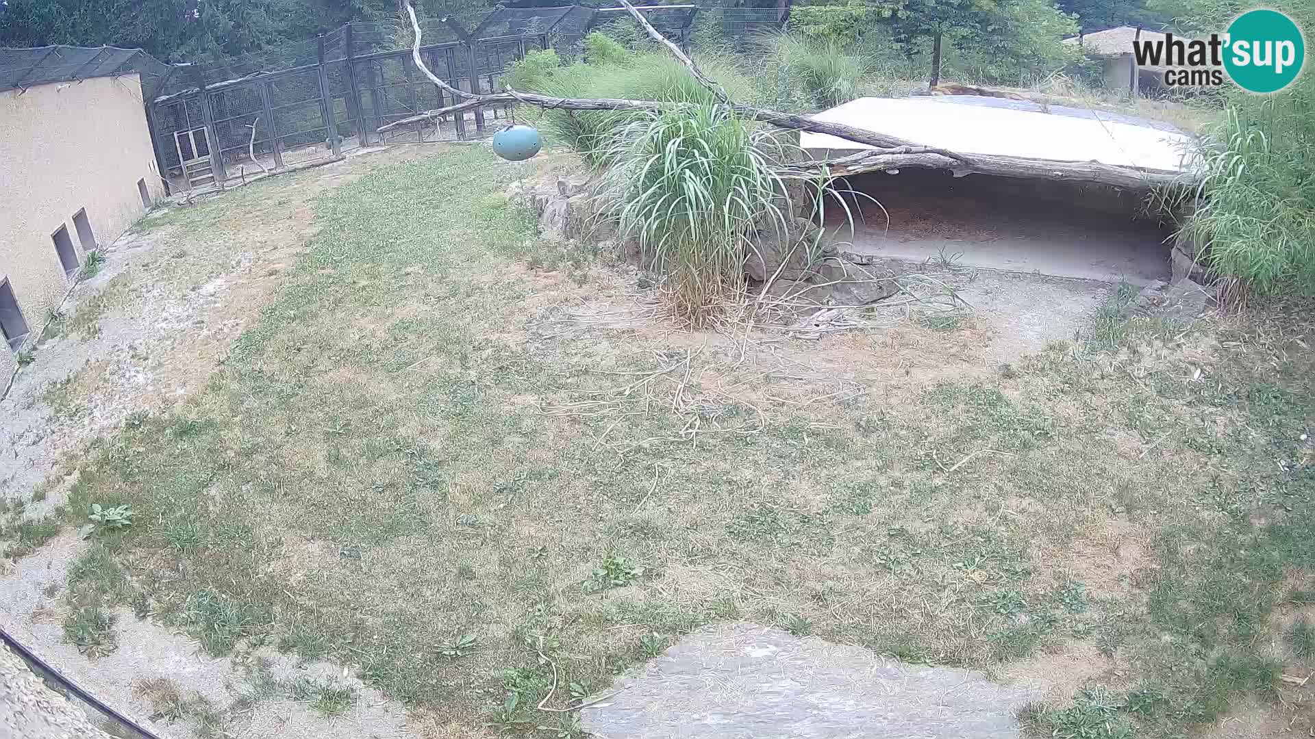 Löwe live Webcam im Zoo von Ljubljana – Slowenien