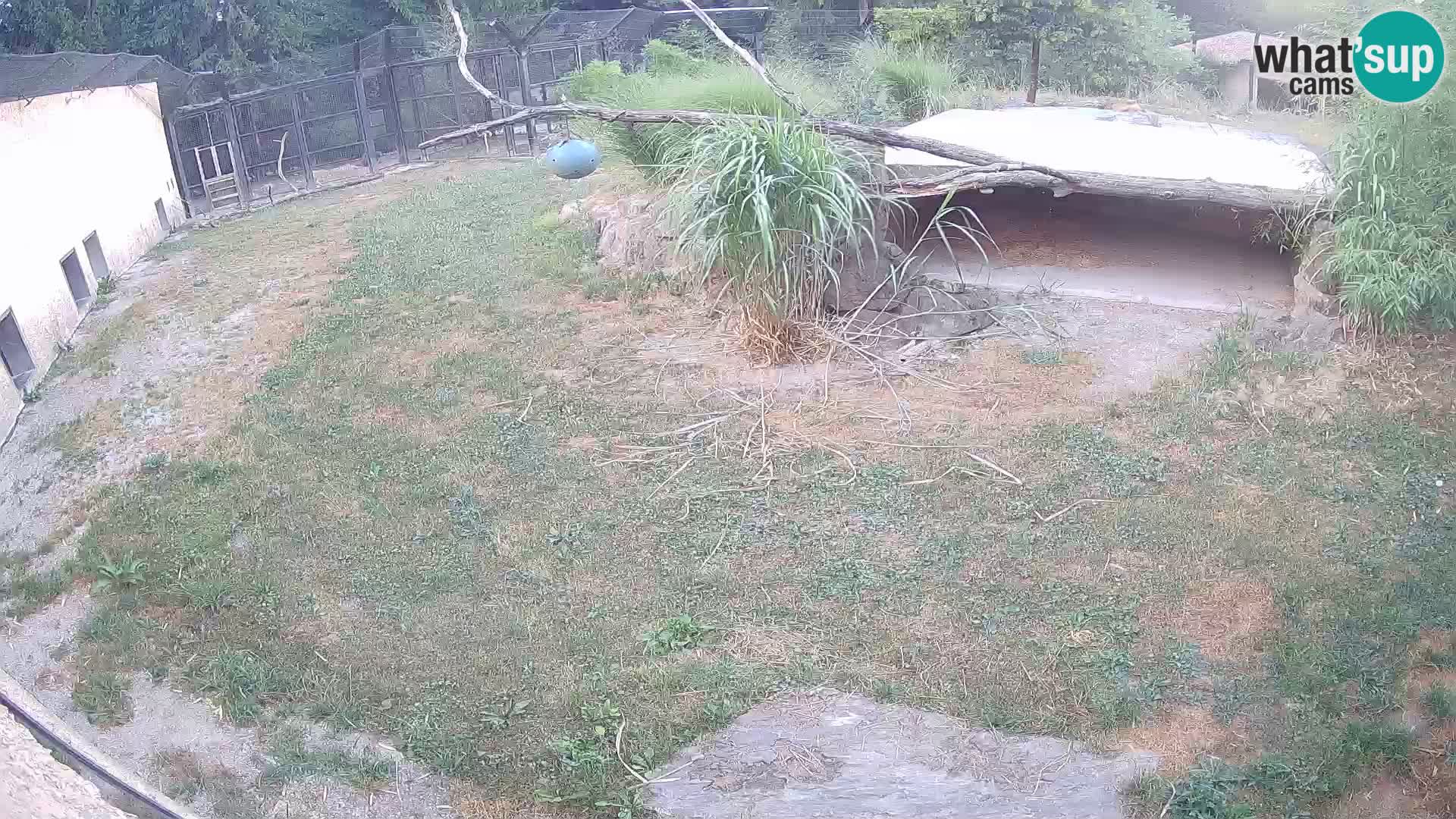 Löwe live Webcam im Zoo von Ljubljana – Slowenien