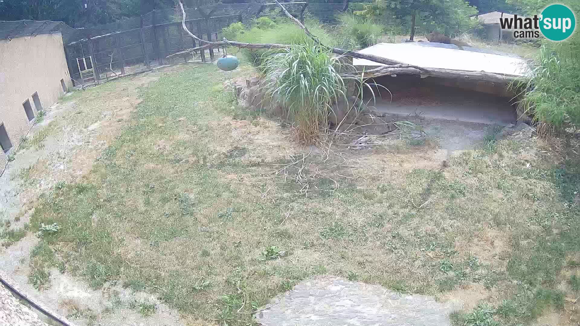 LEON Webcam en vivo en Ljubljana Zoo – Eslovenia