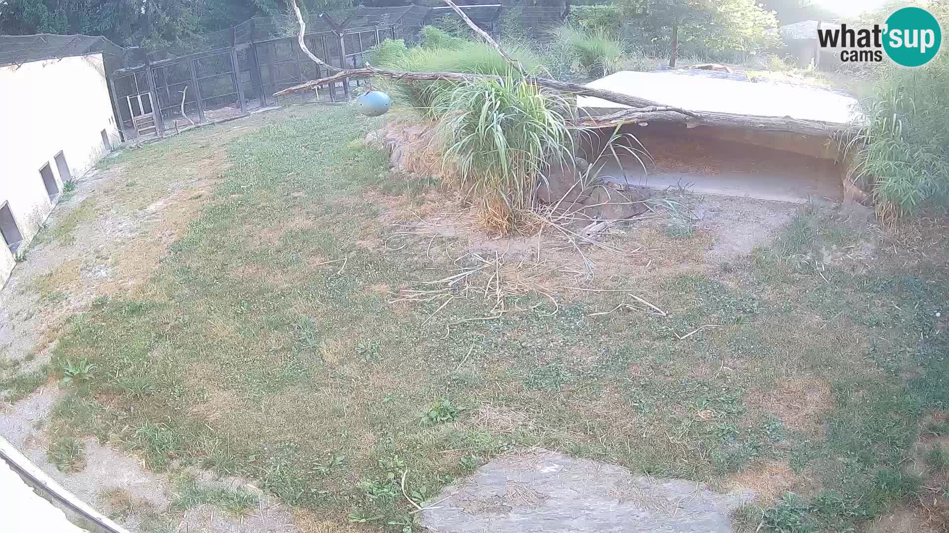 LION webcam en direct du zoo de Ljubljana – Slovénie