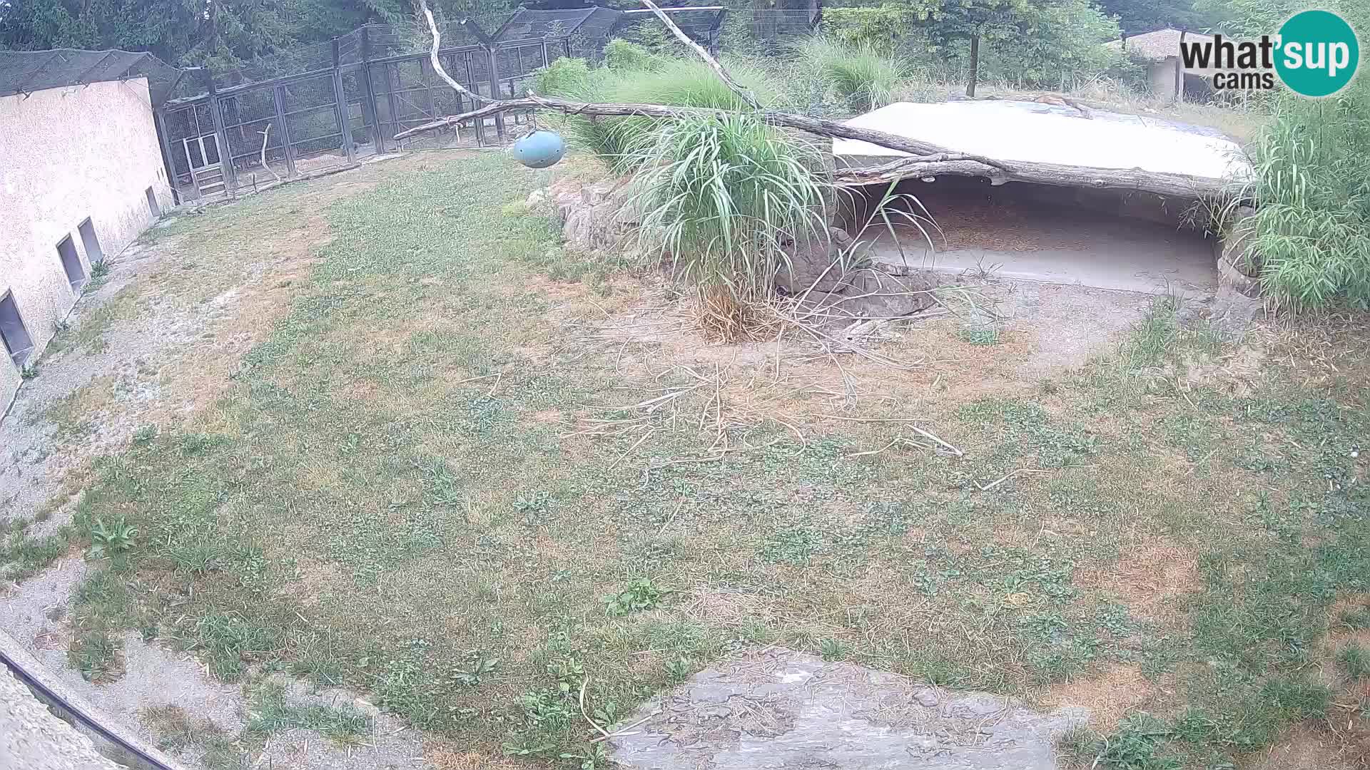 LION webcam en direct du zoo de Ljubljana – Slovénie