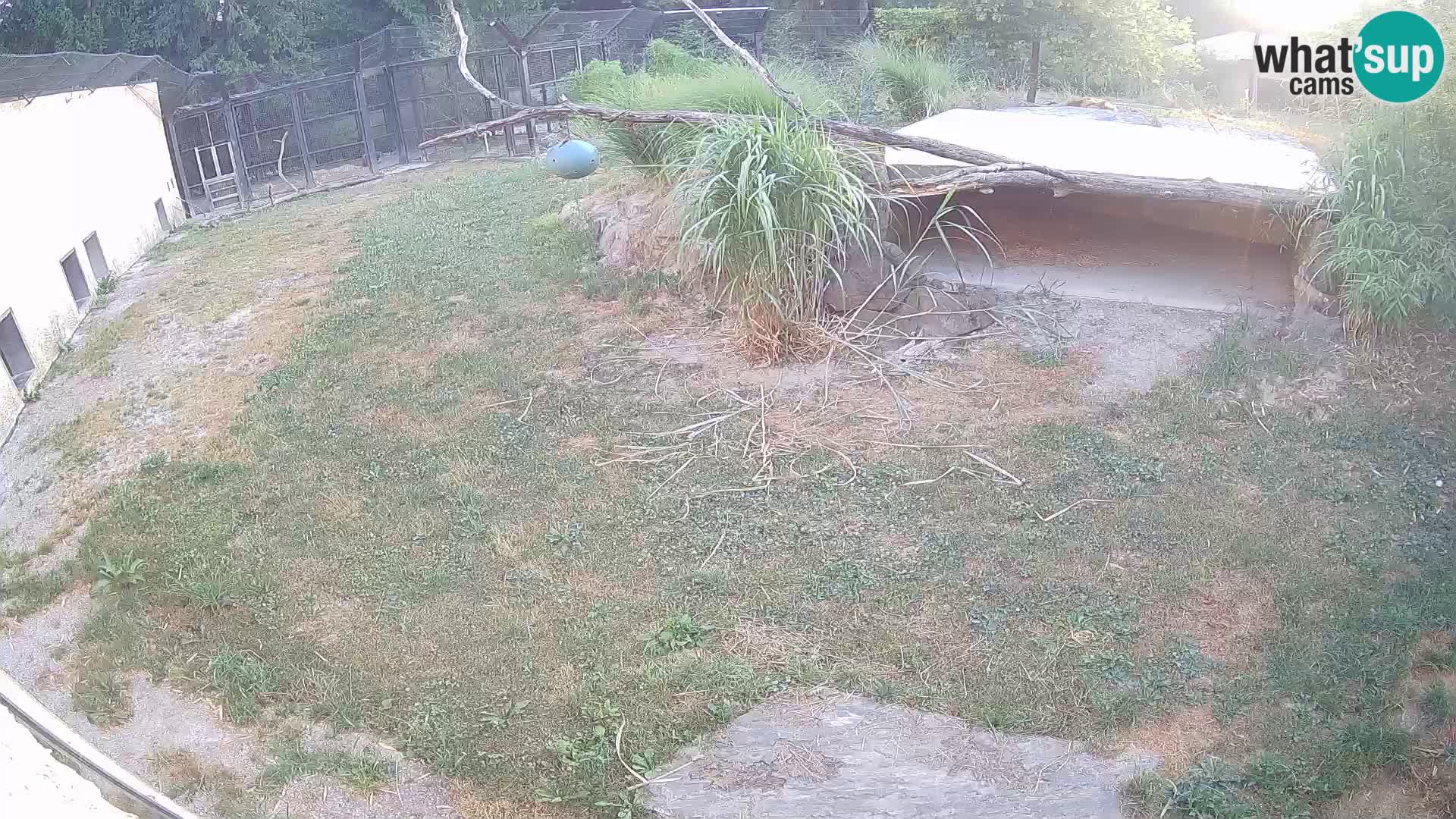 LEON Webcam en vivo en Ljubljana Zoo – Eslovenia