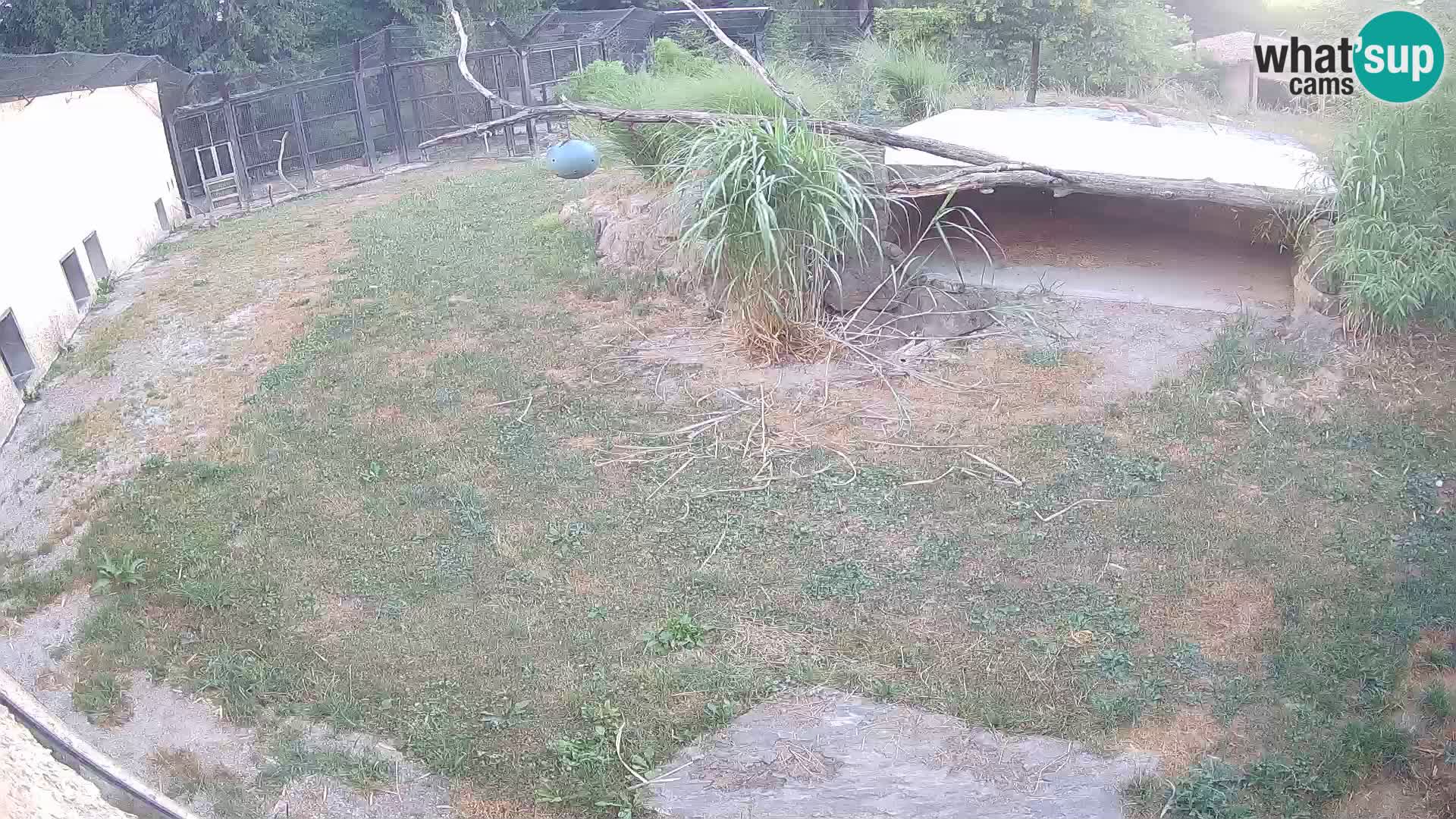 Löwe live Webcam im Zoo von Ljubljana – Slowenien