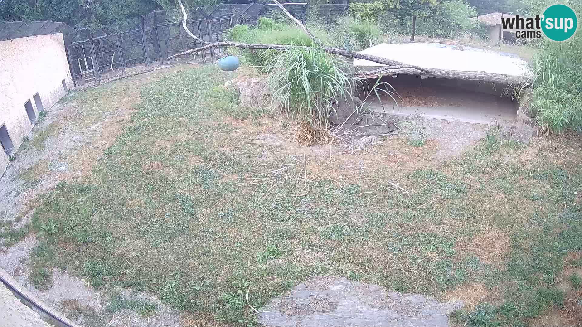 LEON Webcam en vivo en Ljubljana Zoo – Eslovenia