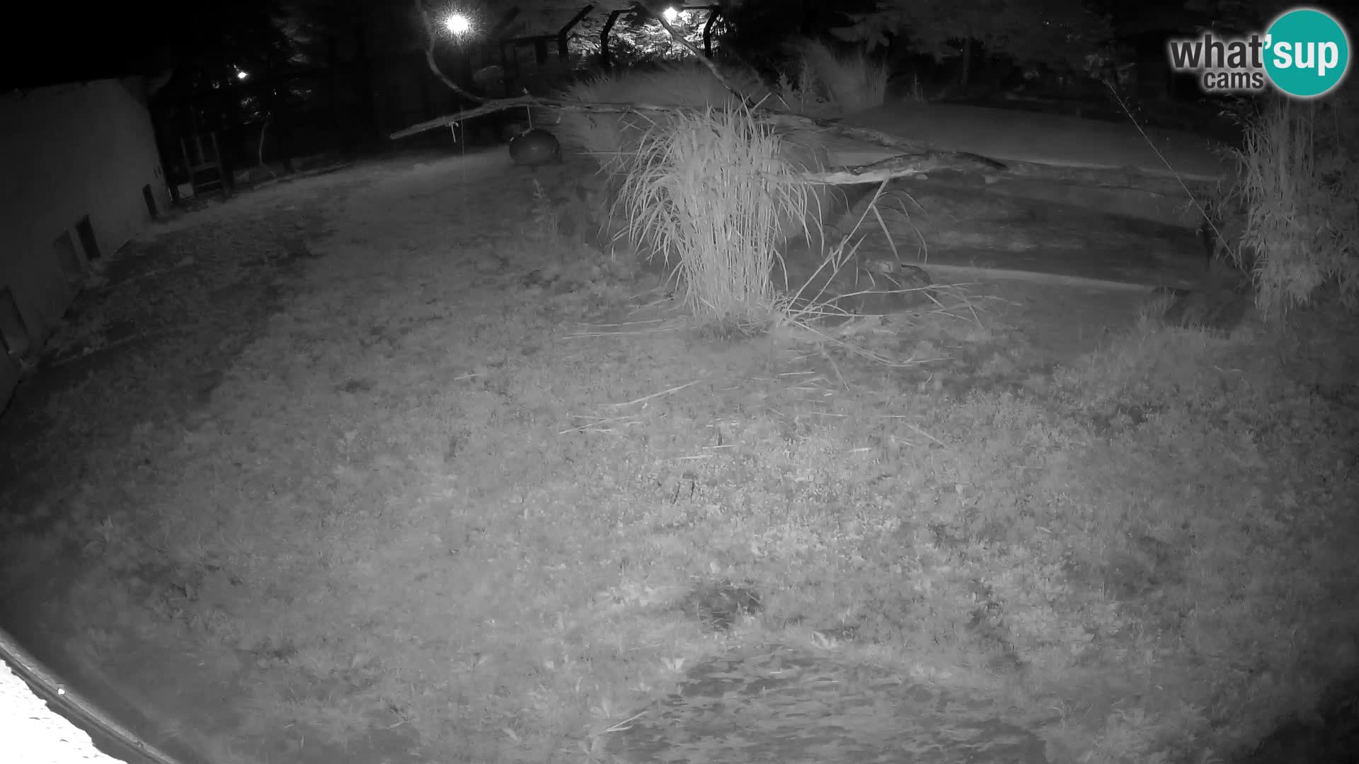LION live Webcam in Ljubljana Zoo – Slovenia