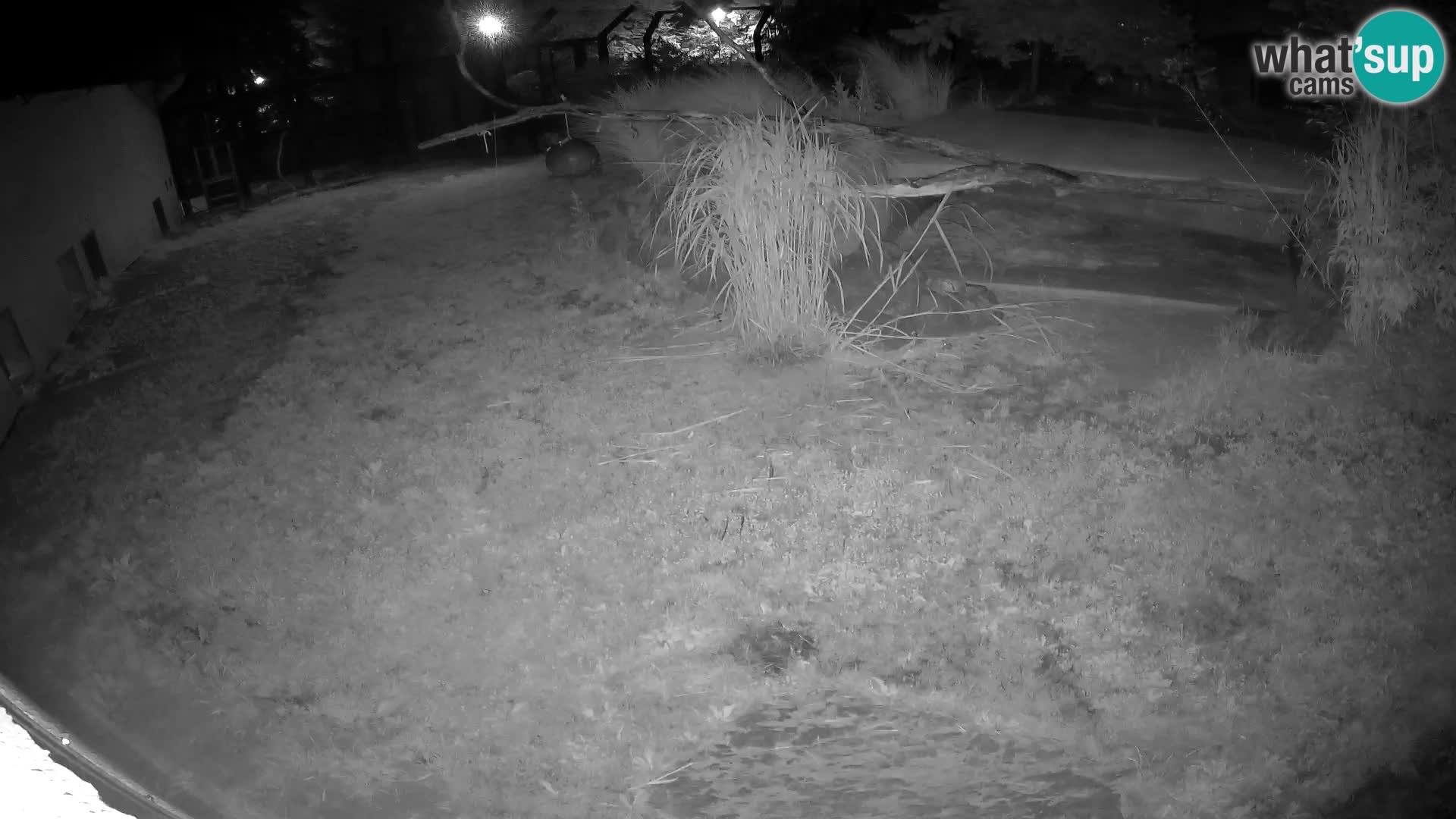 LEON Webcam en vivo en Ljubljana Zoo – Eslovenia