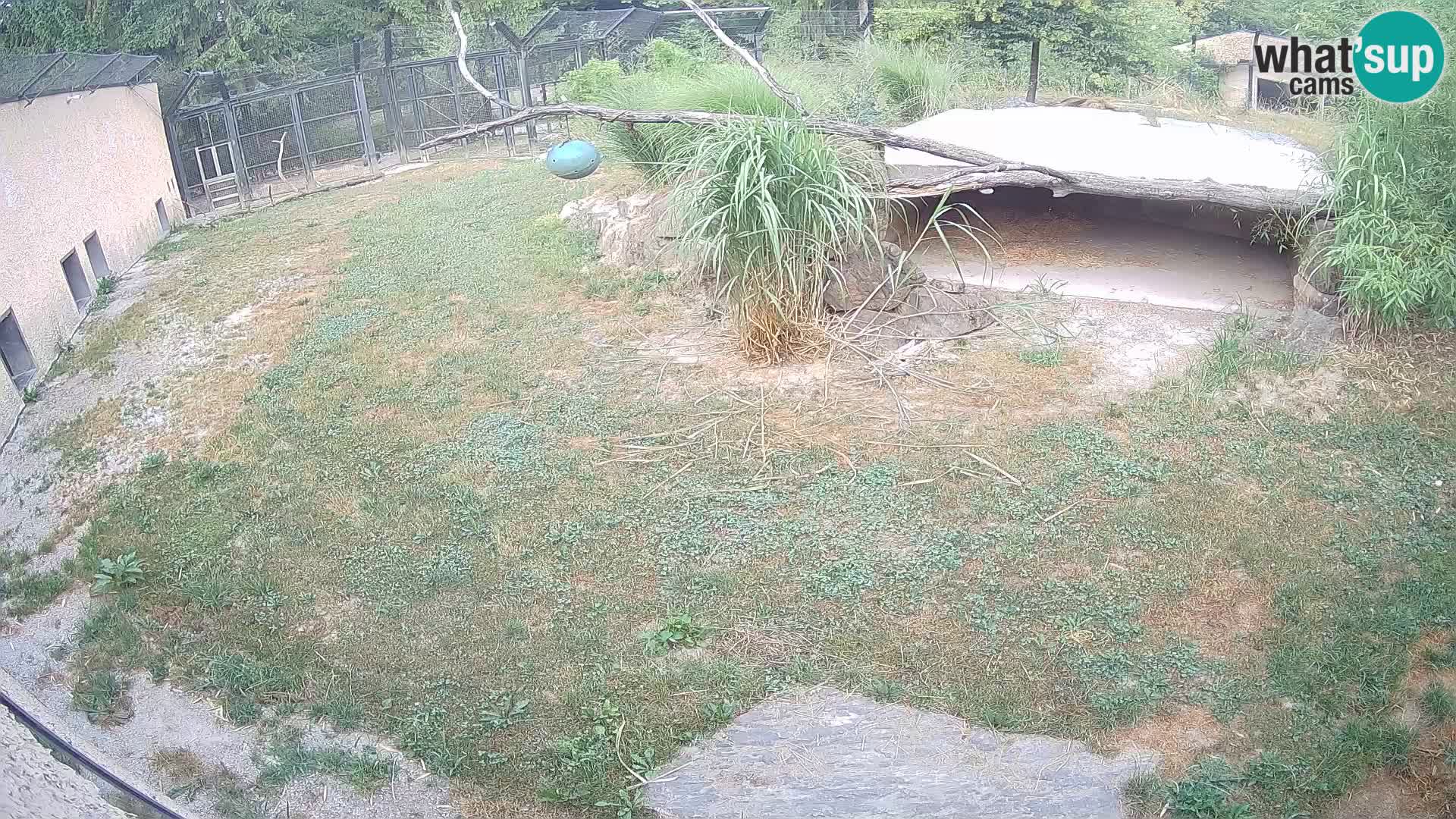 LEON Webcam en vivo en Ljubljana Zoo – Eslovenia