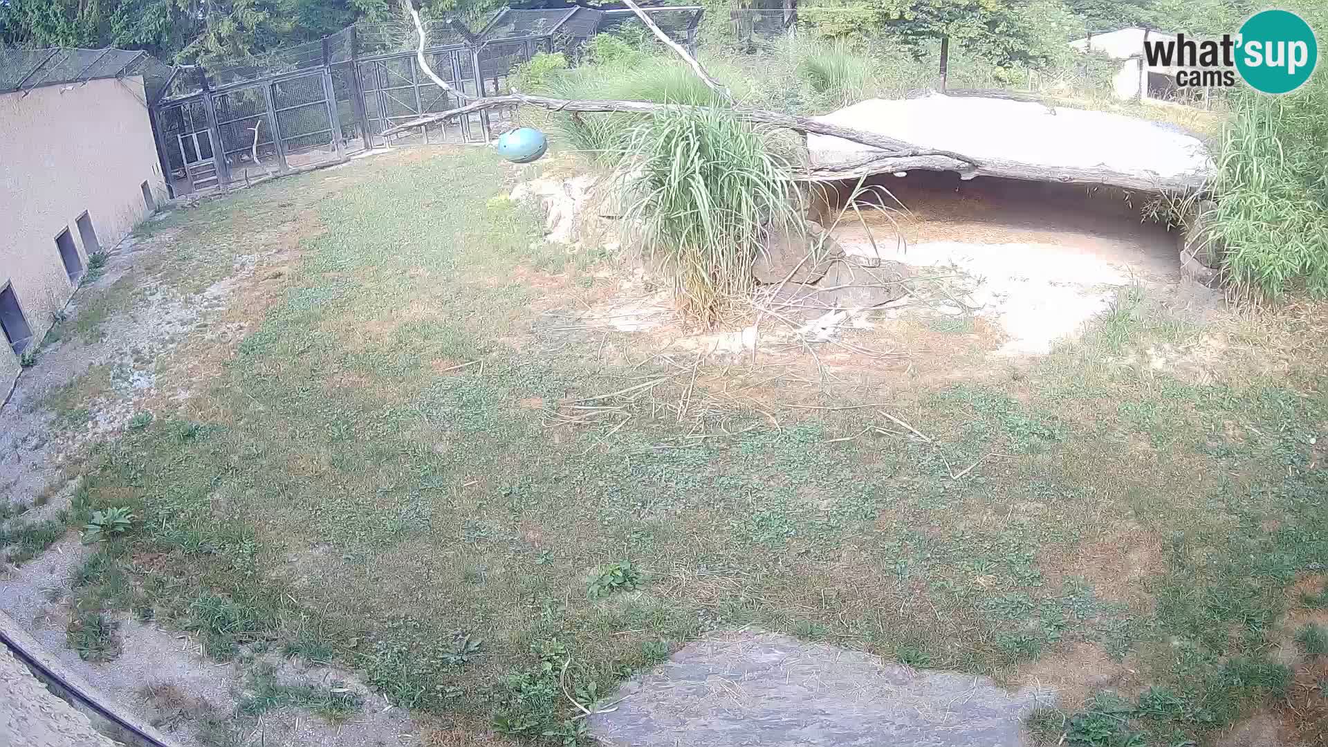 Löwe live Webcam im Zoo von Ljubljana – Slowenien