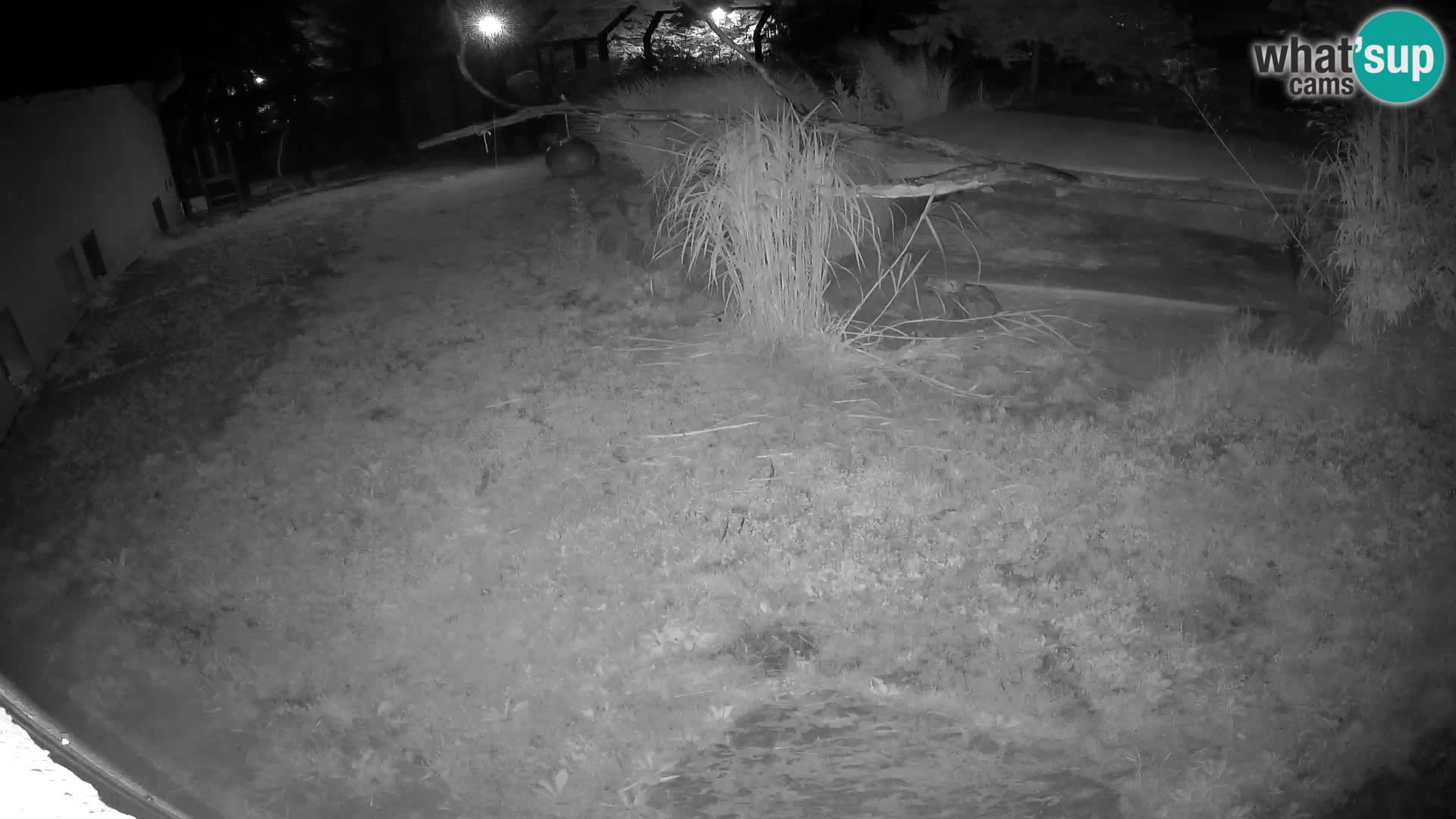LEONE live Webcam nello zoo di Lubiana – Slovenia