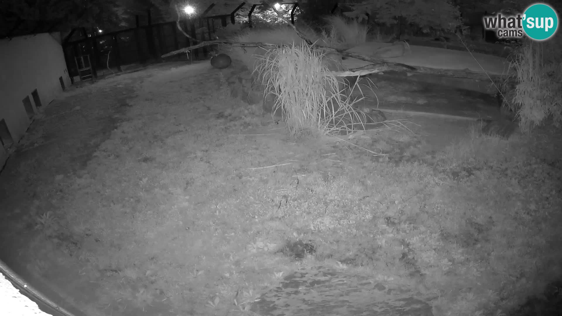 LION live Webcam in Ljubljana Zoo – Slovenia