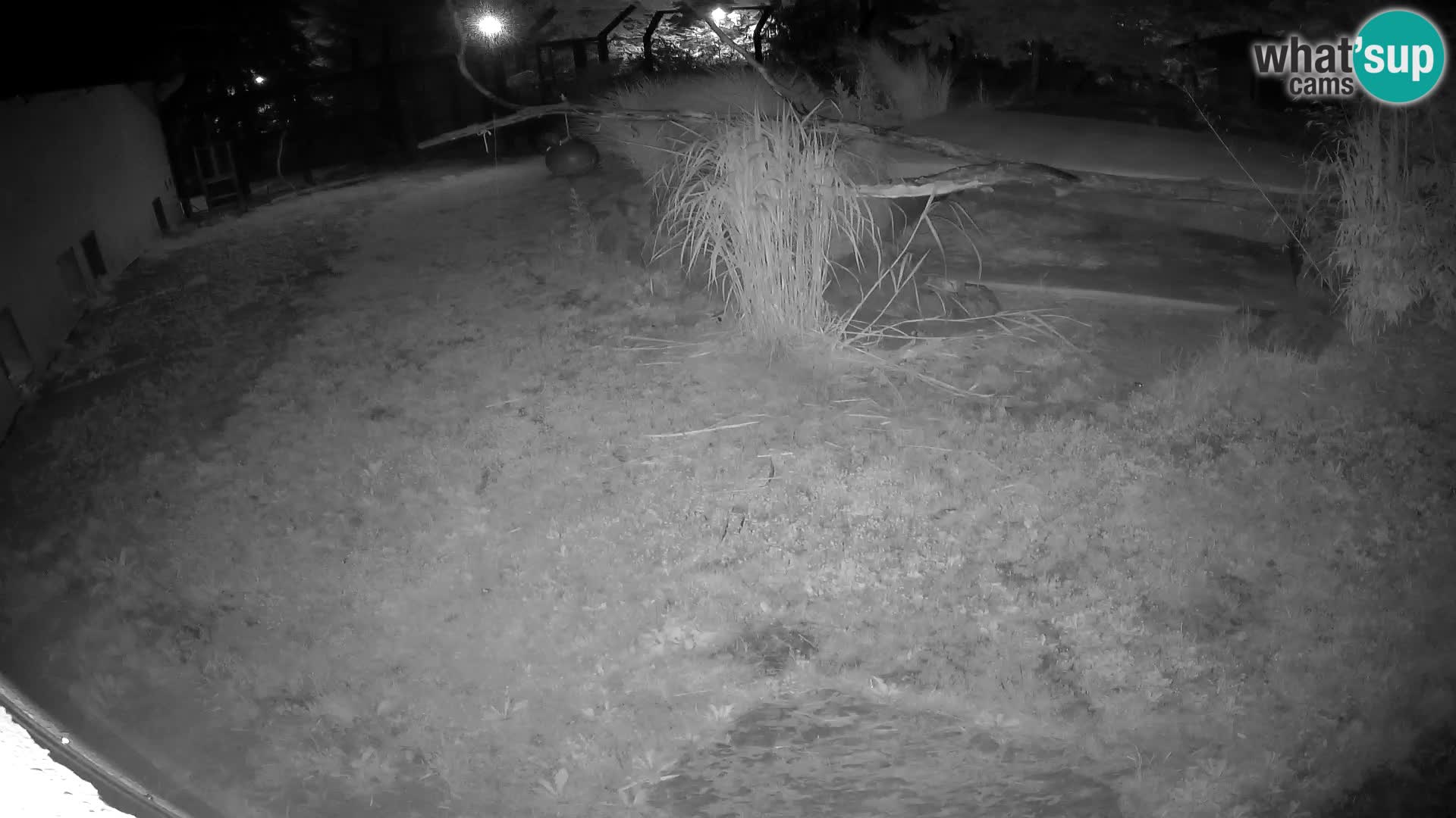 LION live Webcam in Ljubljana Zoo – Slovenia