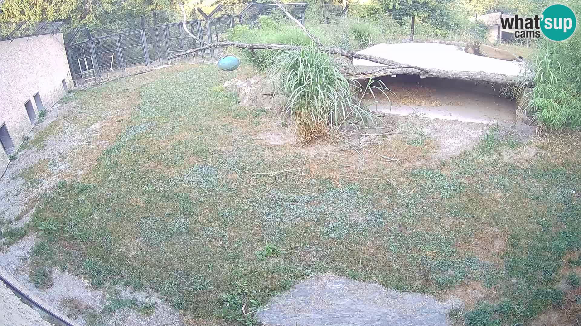 LION webcam en direct du zoo de Ljubljana – Slovénie