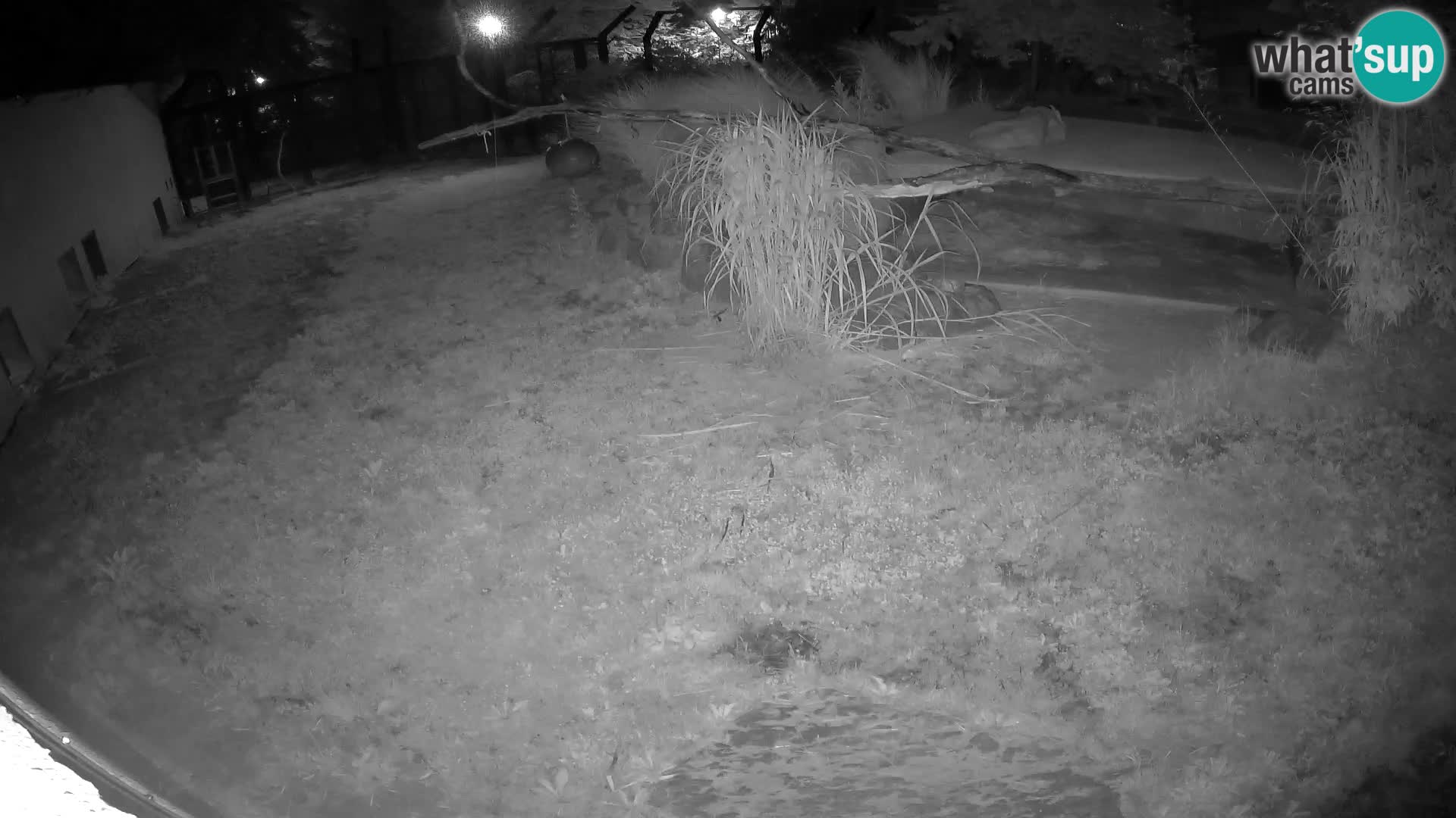 Lavovi web kamera uživo u ljubljanskom zoološkom vrtu – Slovenija