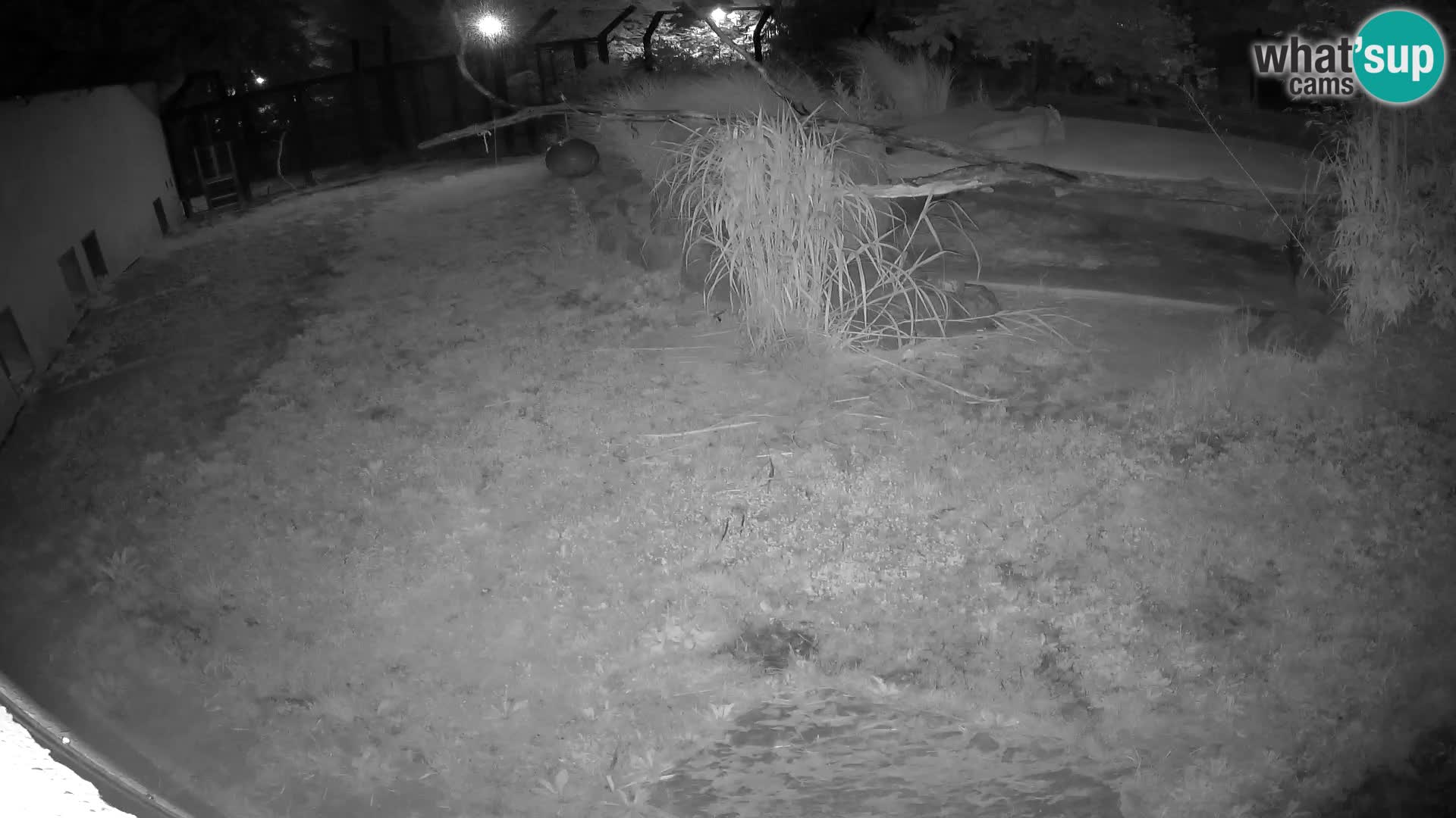 Lavovi web kamera uživo u ljubljanskom zoološkom vrtu – Slovenija