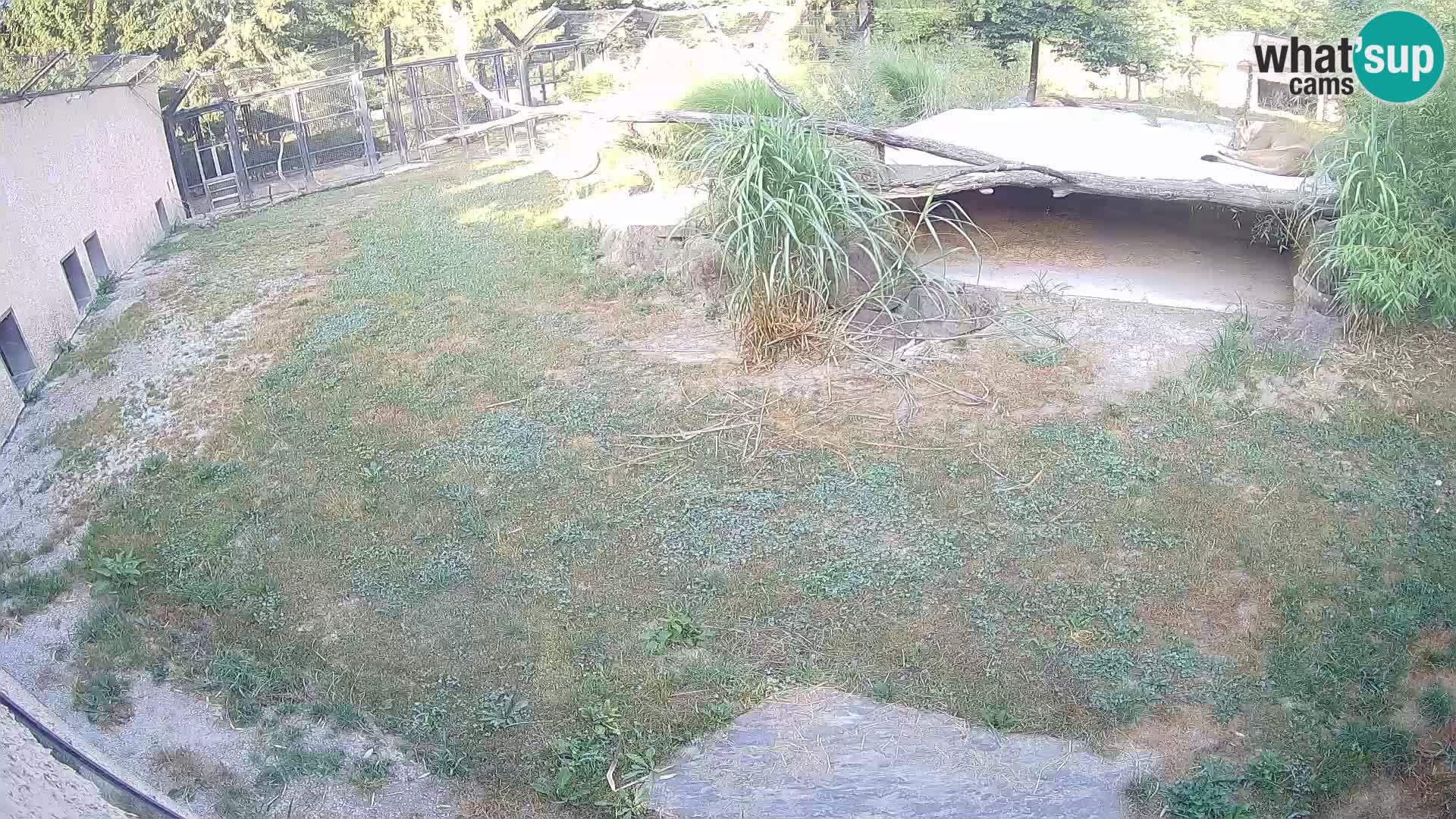 LEON Webcam en vivo en Ljubljana Zoo – Eslovenia