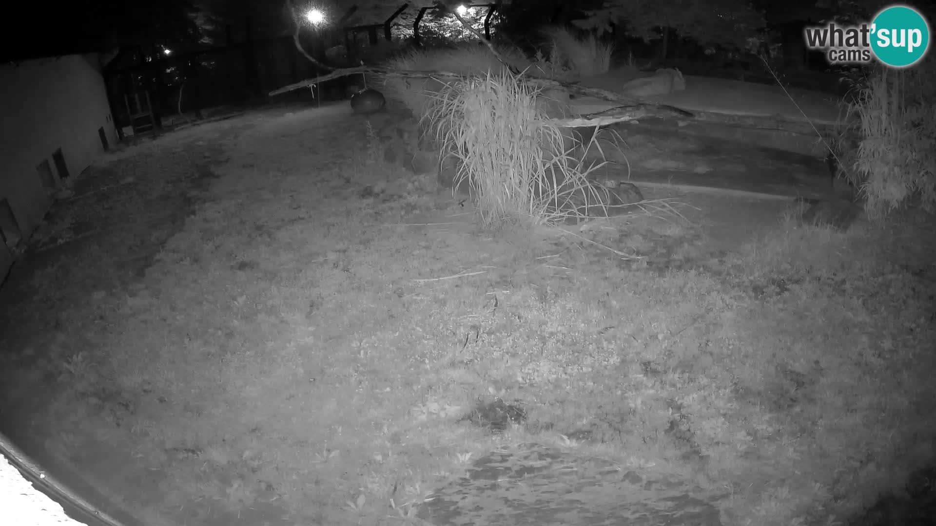 Lavovi web kamera uživo u ljubljanskom zoološkom vrtu – Slovenija