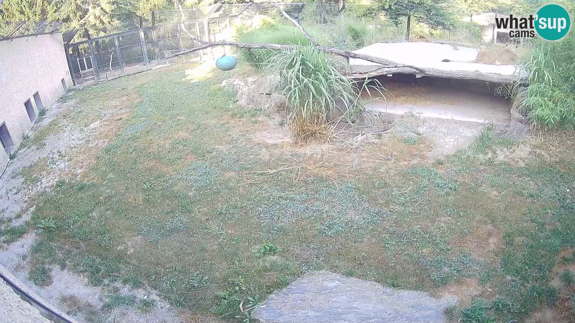 LEVI spletna kamera v živalskem vrtu Ljubljana Zoo