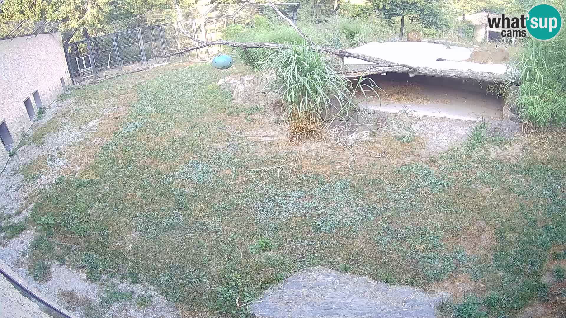 LEON Webcam en vivo en Ljubljana Zoo – Eslovenia