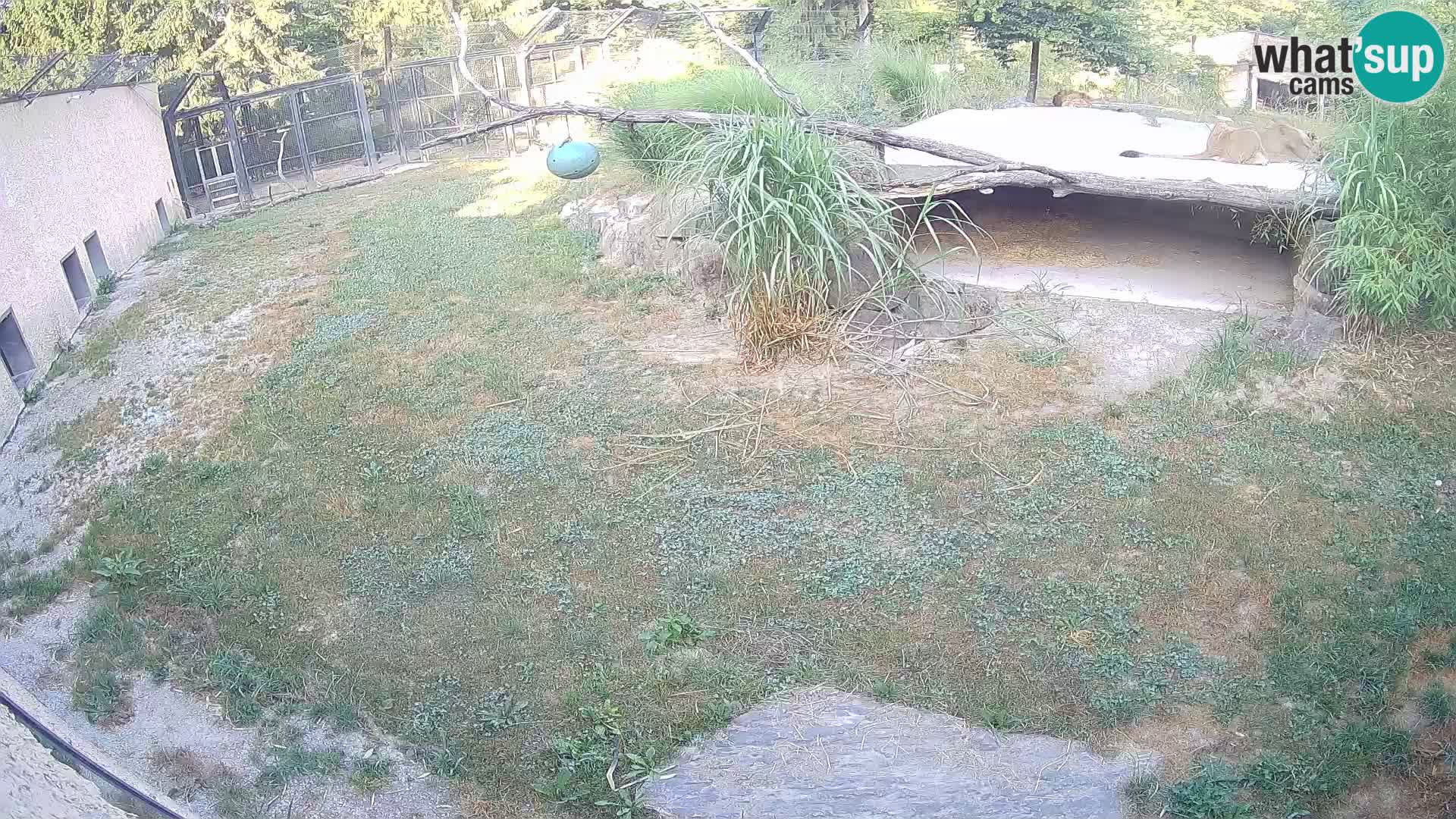 Löwe live Webcam im Zoo von Ljubljana – Slowenien