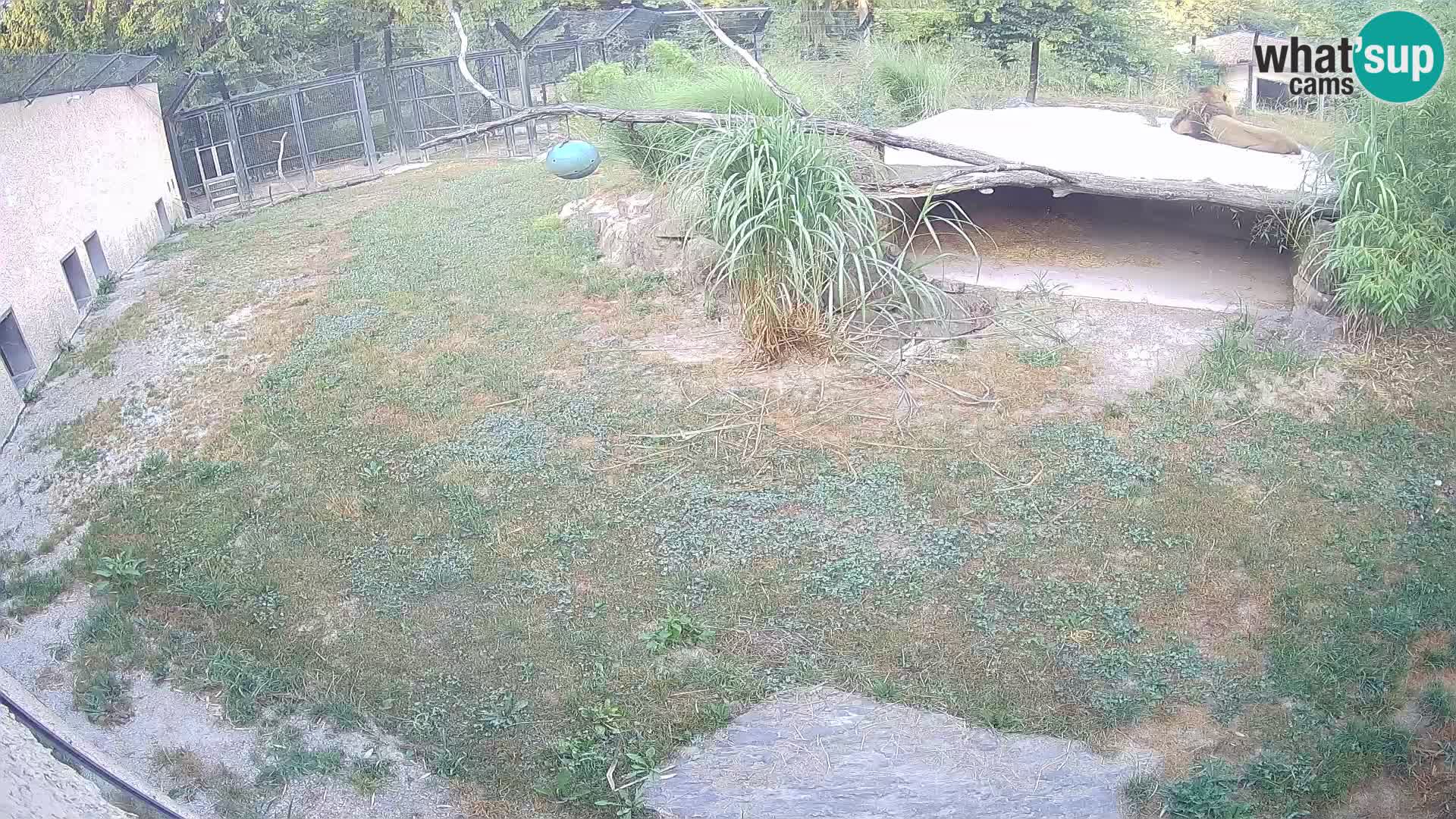 LEON Webcam en vivo en Ljubljana Zoo – Eslovenia