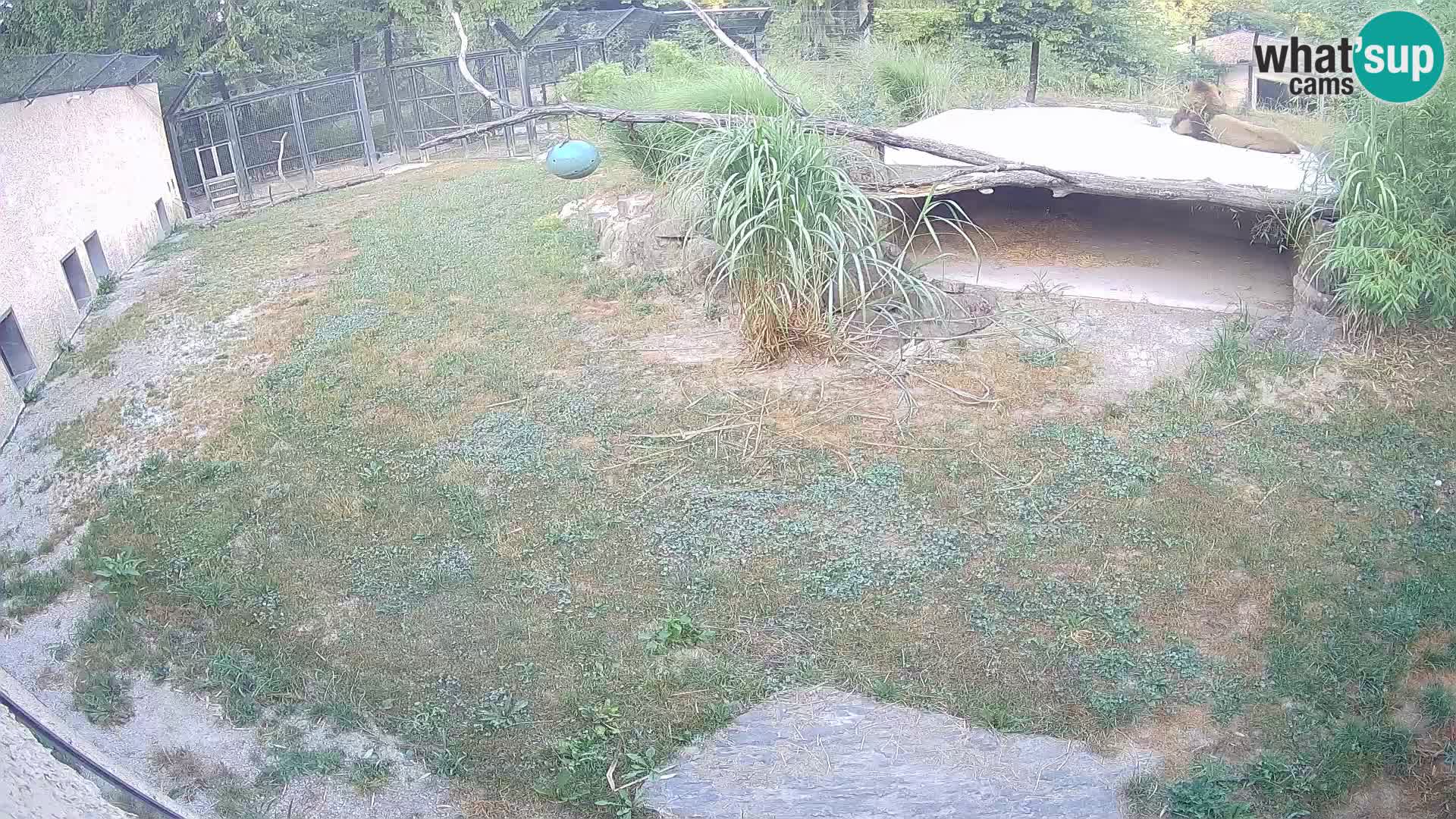 LEVI spletna kamera v živalskem vrtu Ljubljana Zoo