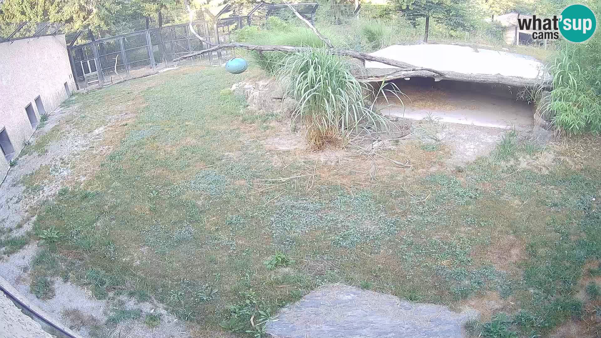 LEON Webcam en vivo en Ljubljana Zoo – Eslovenia