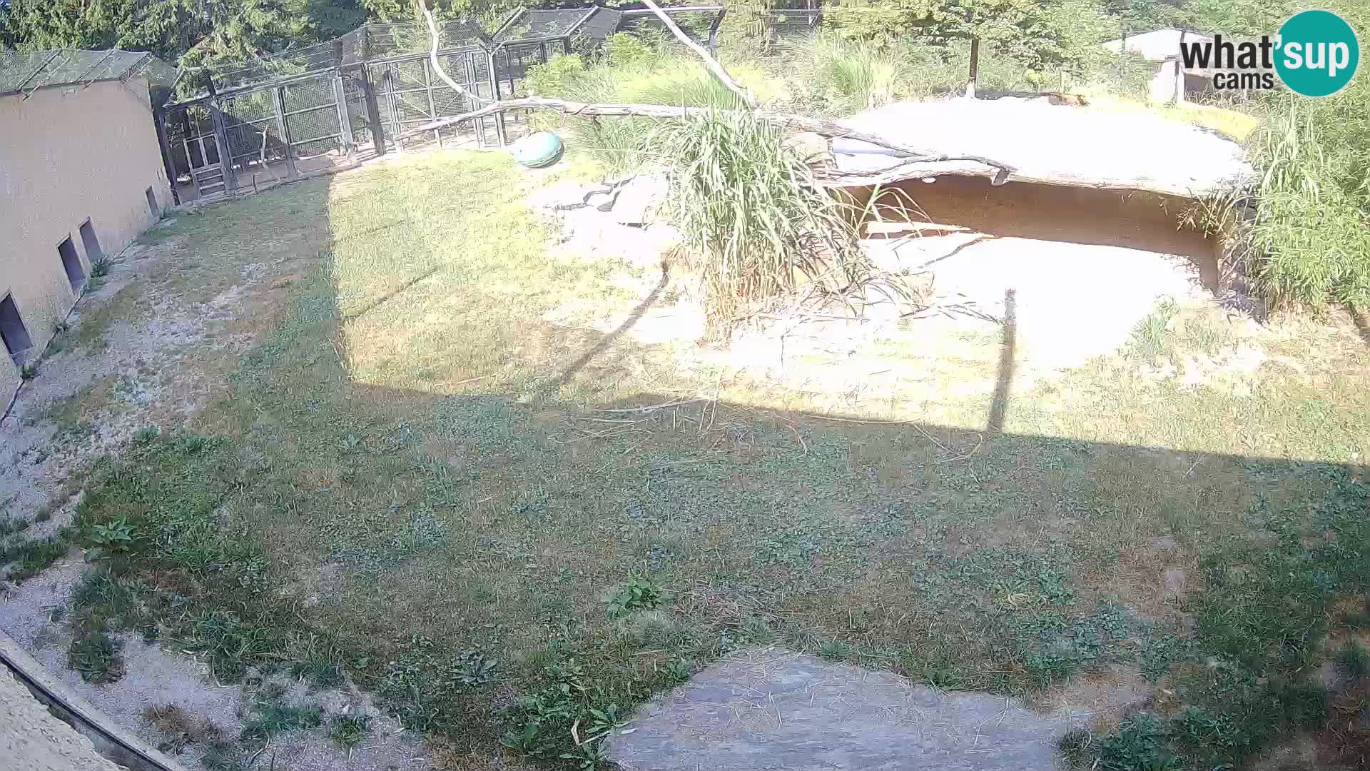 LION webcam en direct du zoo de Ljubljana – Slovénie