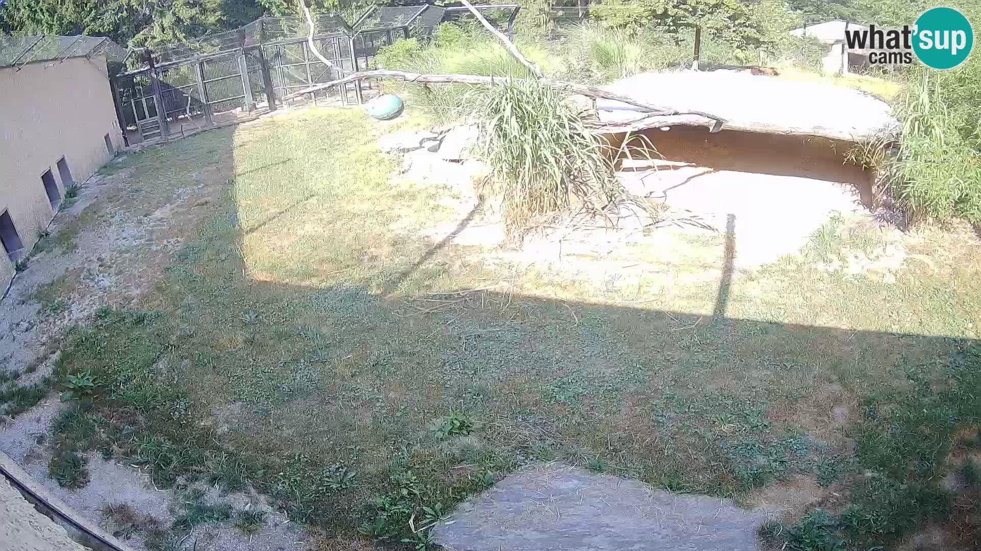 LEONE live Webcam nello zoo di Lubiana – Slovenia