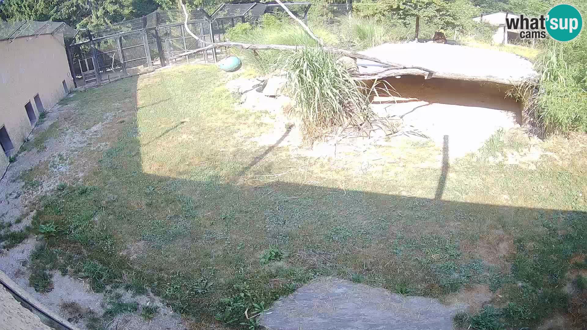 LEVI spletna kamera v živalskem vrtu Ljubljana Zoo