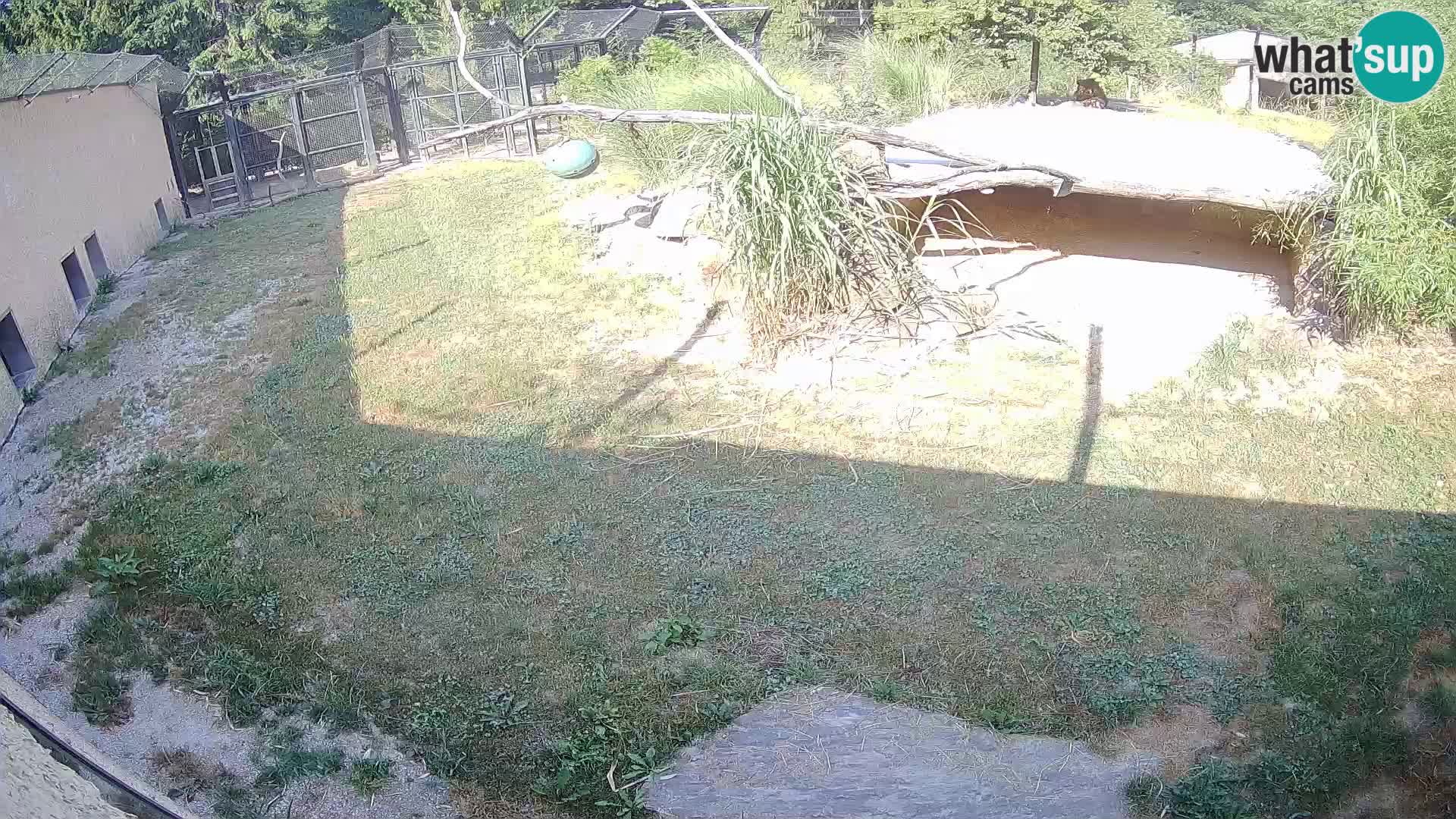 LION webcam en direct du zoo de Ljubljana – Slovénie