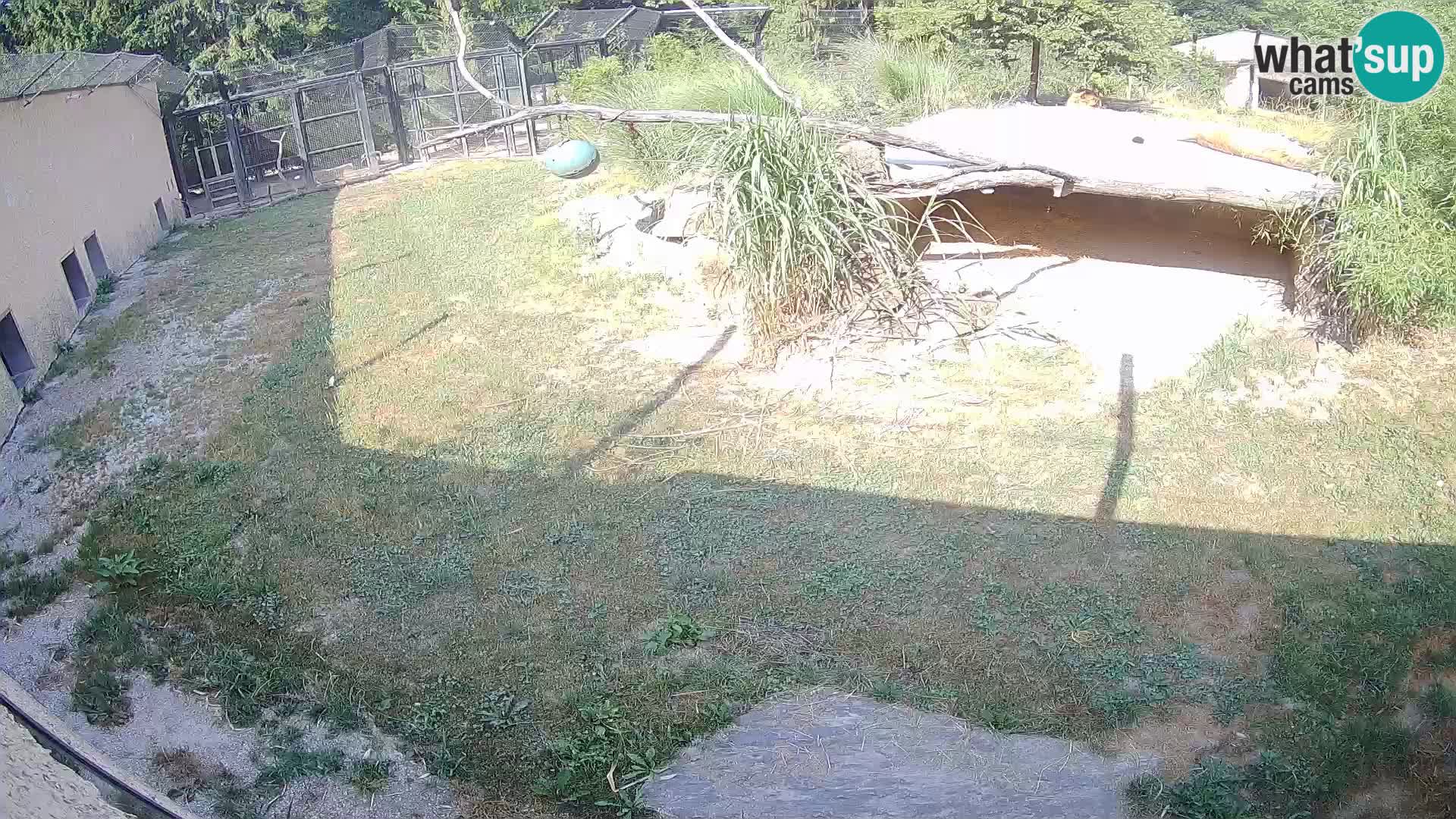 LEONE live Webcam nello zoo di Lubiana – Slovenia