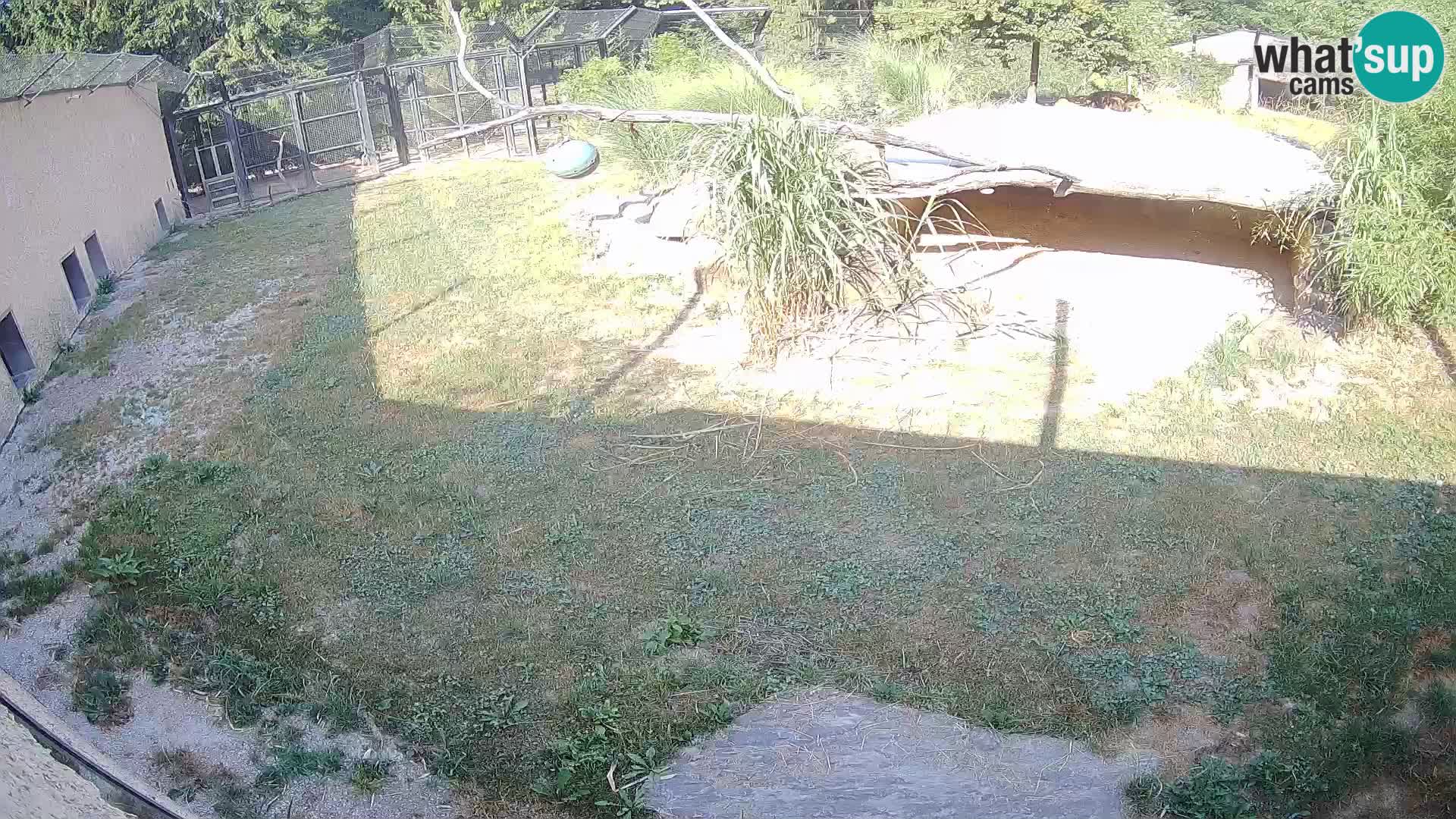 Lavovi web kamera uživo u ljubljanskom zoološkom vrtu – Slovenija