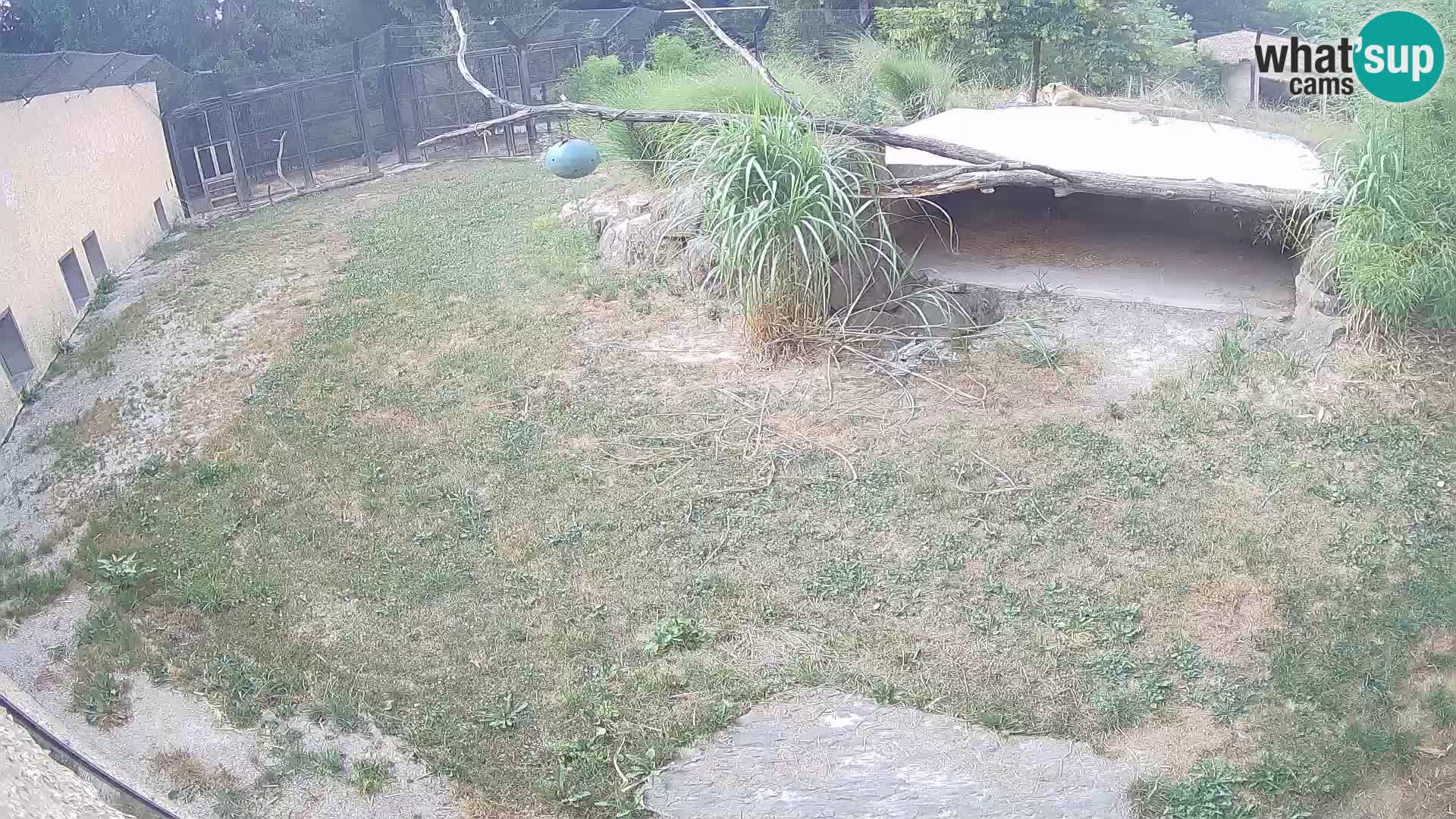 LION live Webcam in Ljubljana Zoo – Slovenia