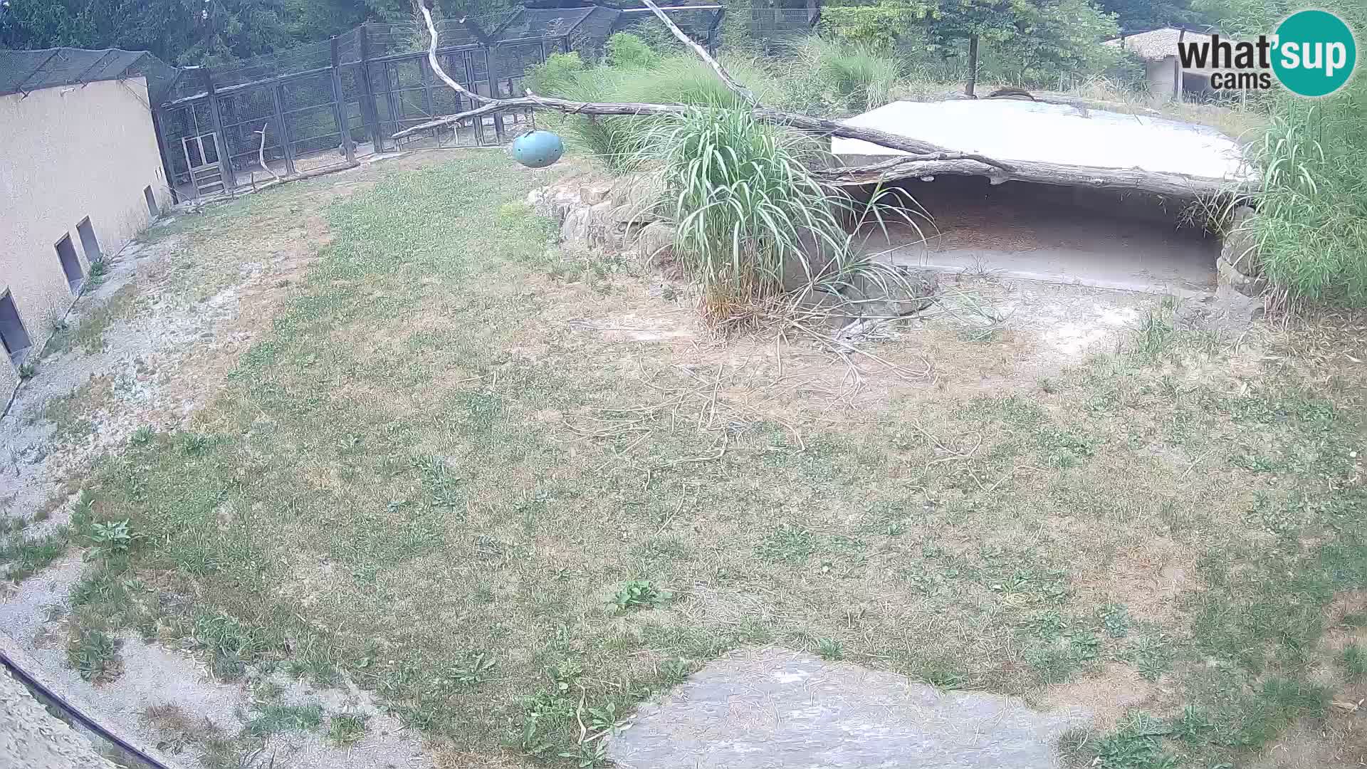 LEONE live Webcam nello zoo di Lubiana – Slovenia